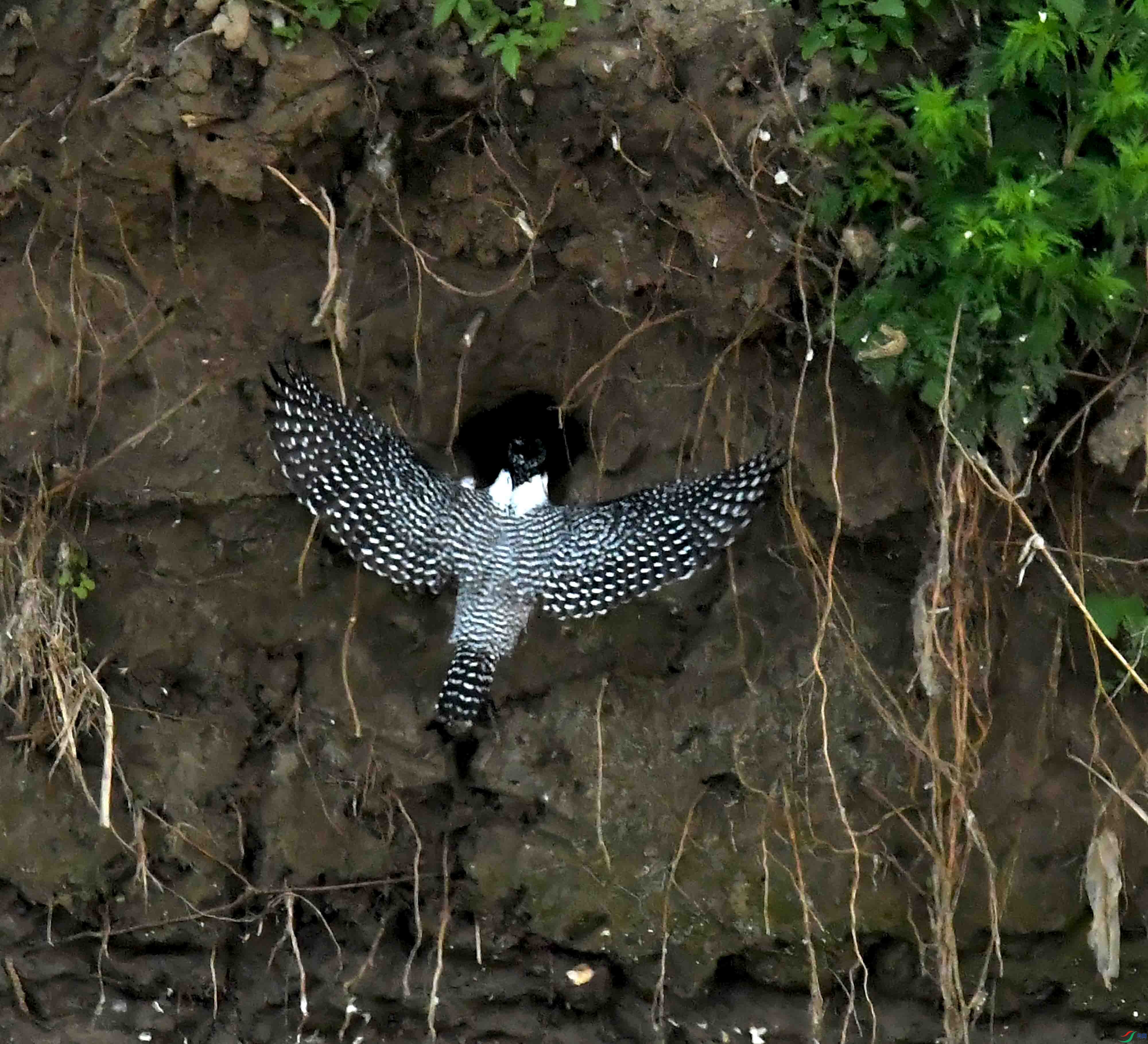 DSC_2849.JPG