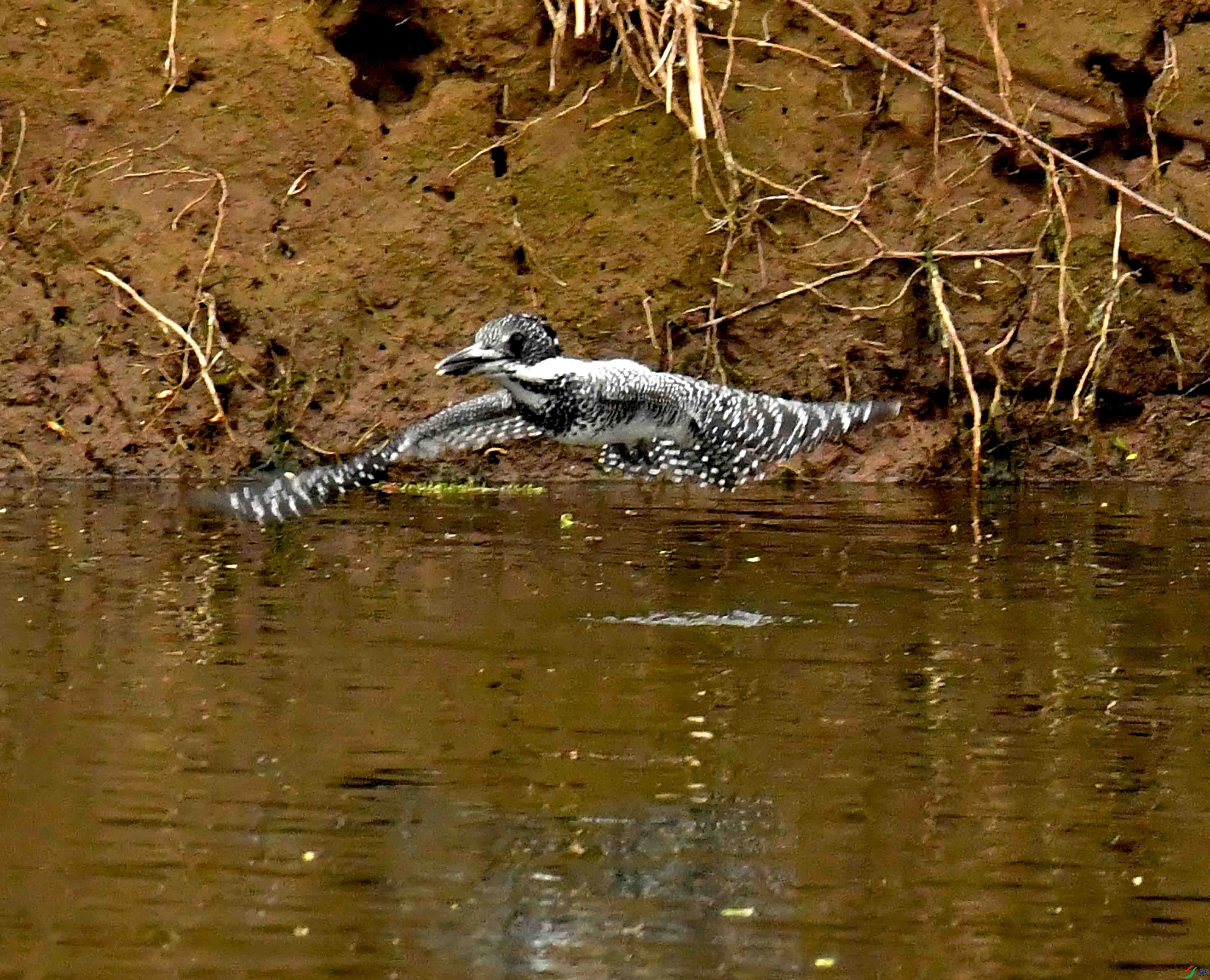 DSC_3096.JPG