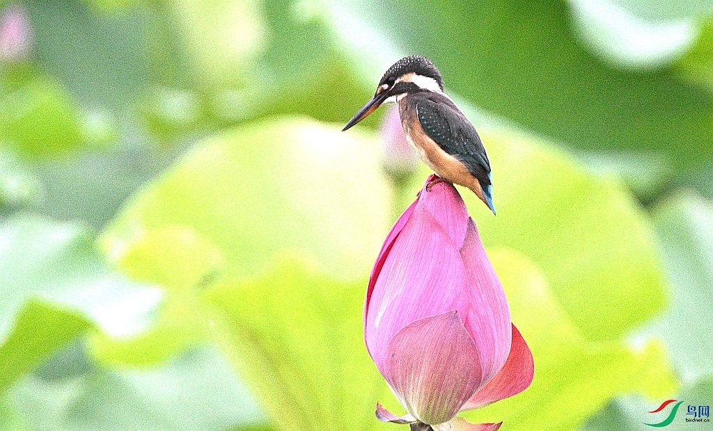 DSC_6493.JPG