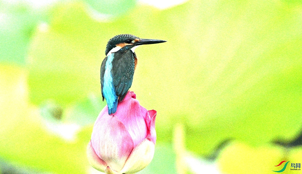 DSC_7306.JPG