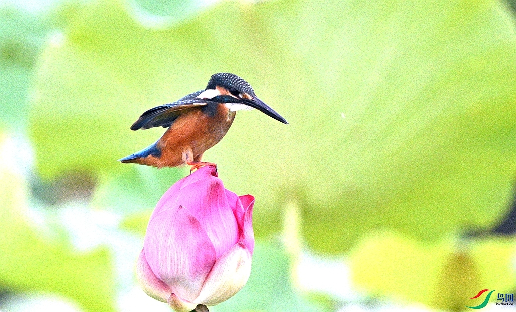 DSC_7625.JPG