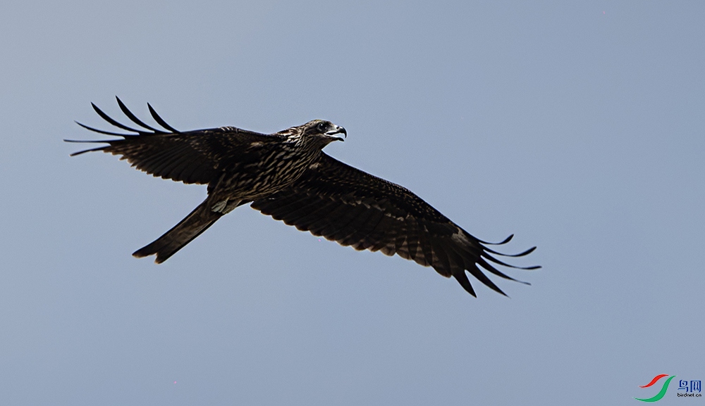 DSC_6536-ʲô���ݣ�.jpg