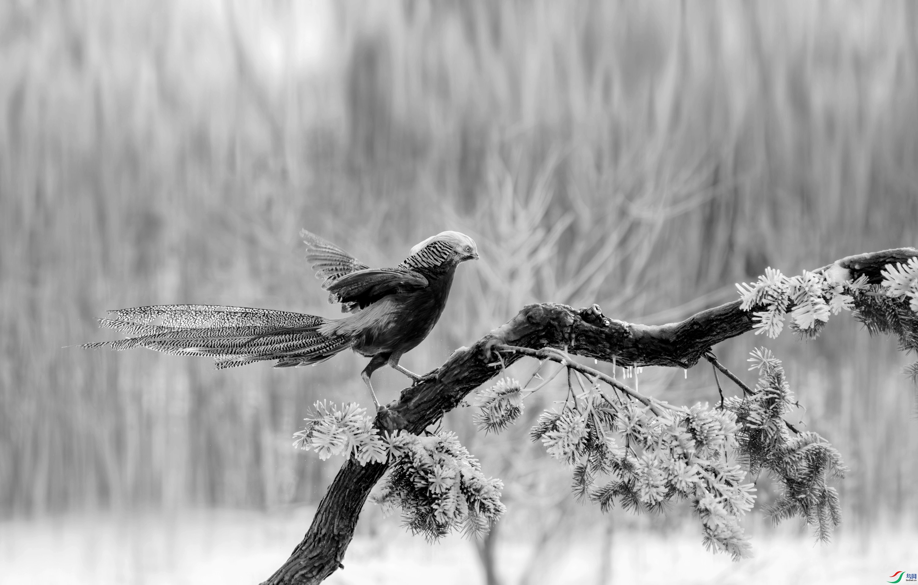 DSC06534-����ǿ-NR ����_����.jpg