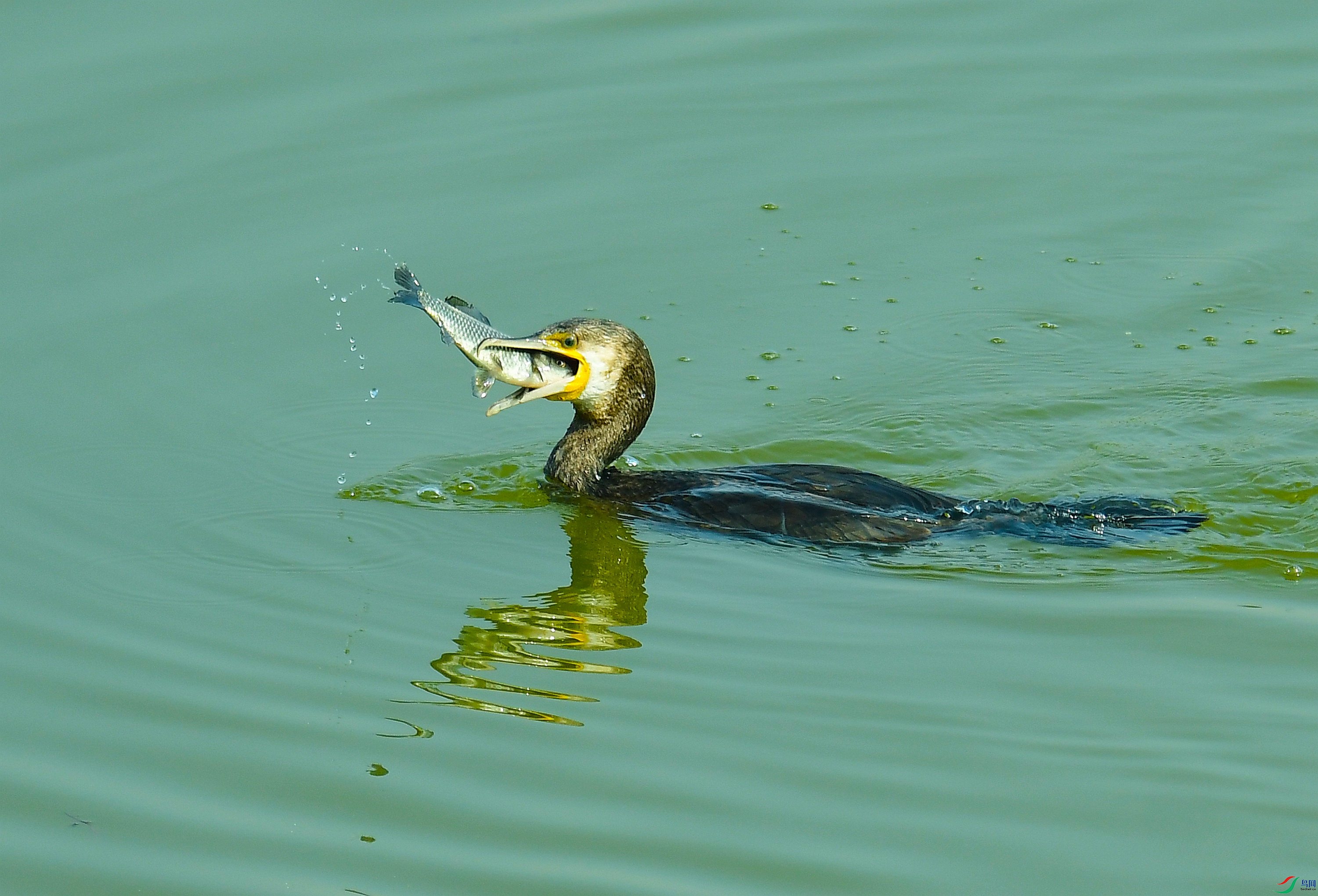 DSC_0917.JPG