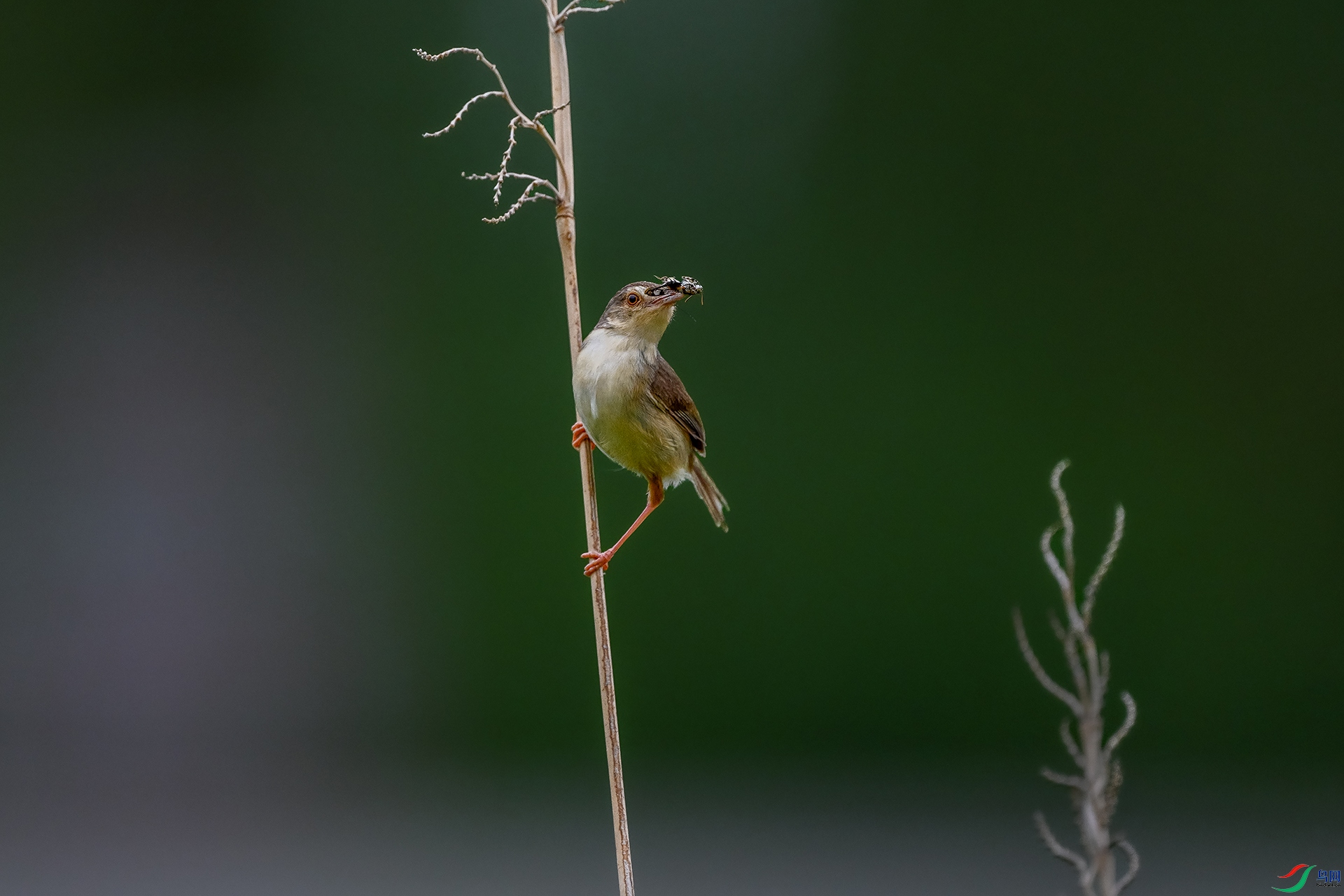 DSC_3938.jpg