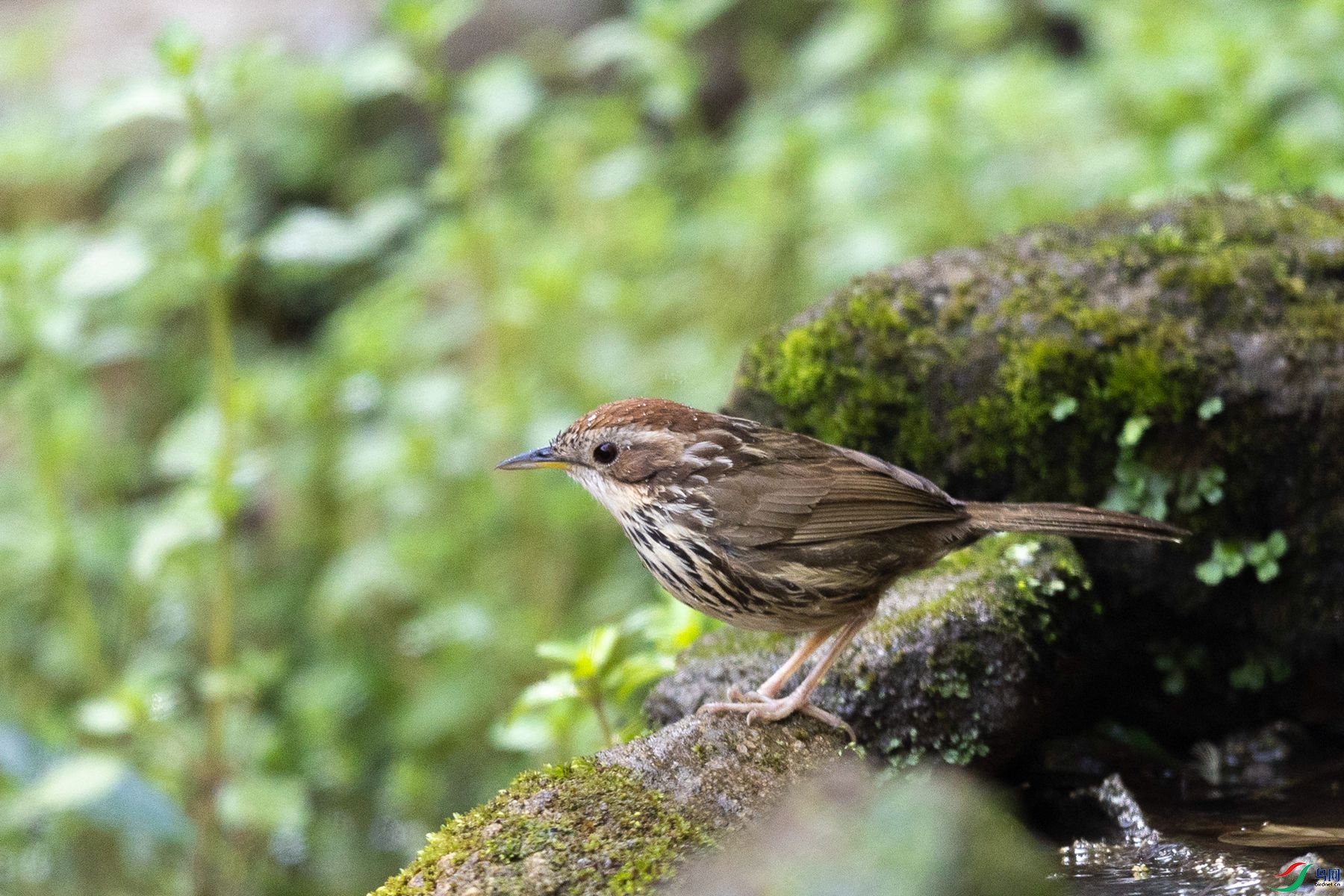 ��ͷ����