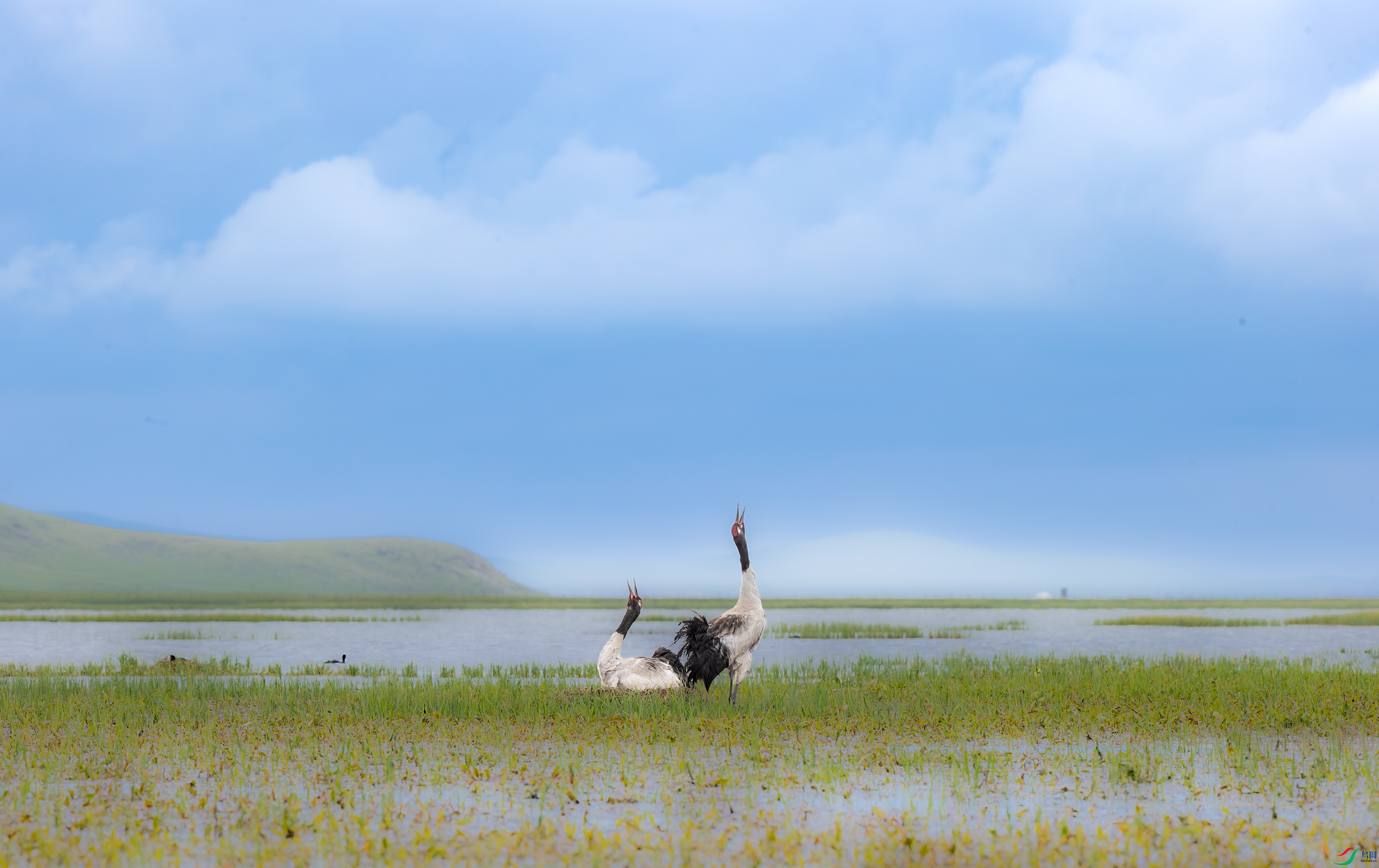 A15I2097-����ǿ-NR ����.jpg