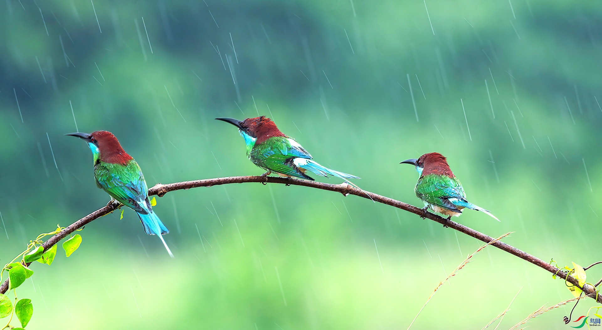 AS7I5739 ����-Sha====1 .jpg