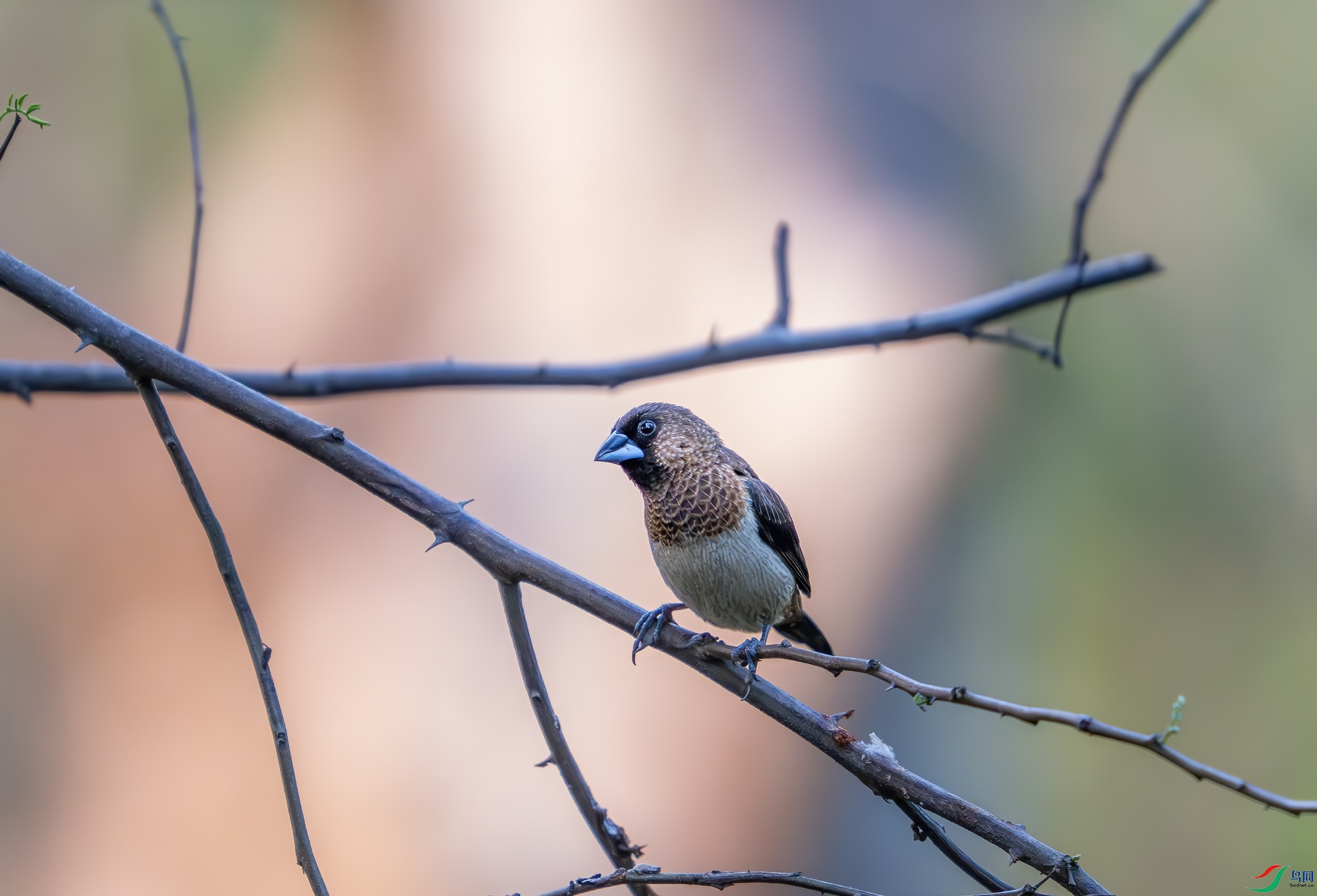 DSC_1274.jpg