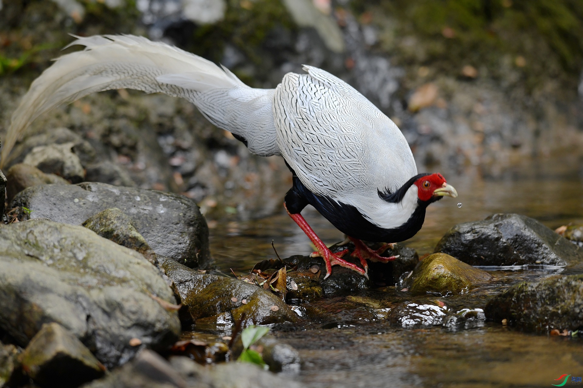DSC_2343.jpg