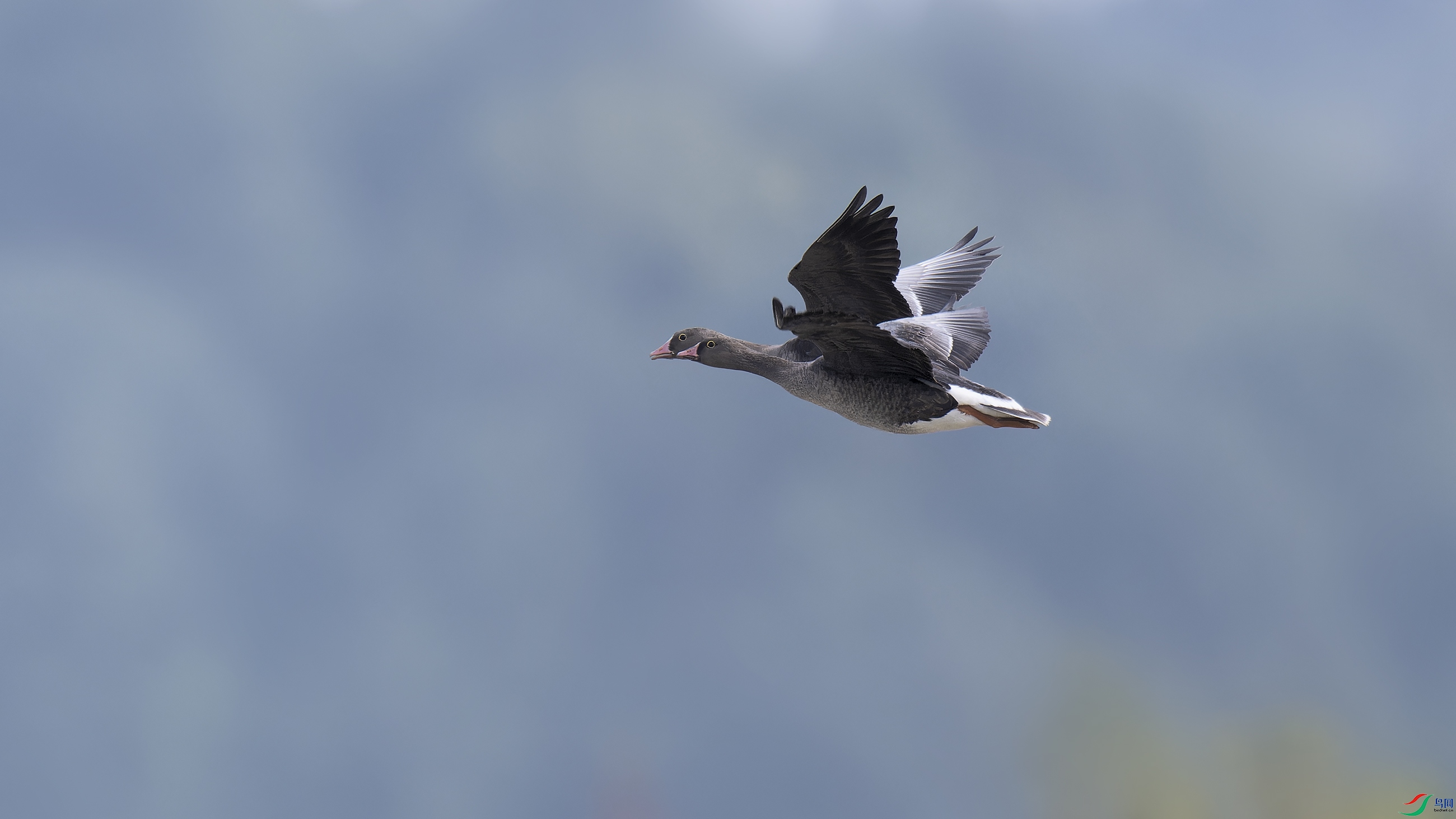DSC_8387_DxO.jpg
