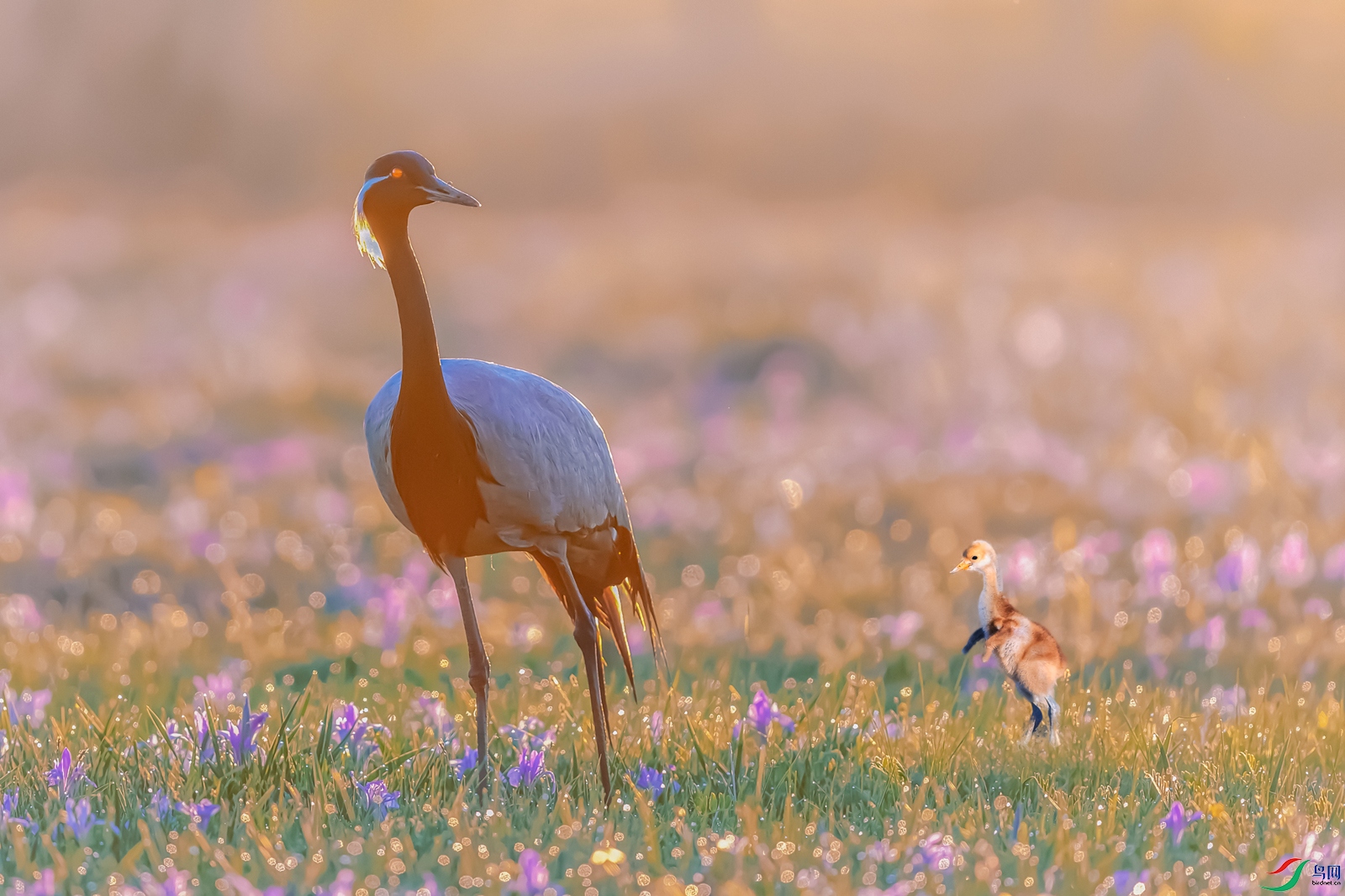 �����----���Ժ�Ӱĸ����