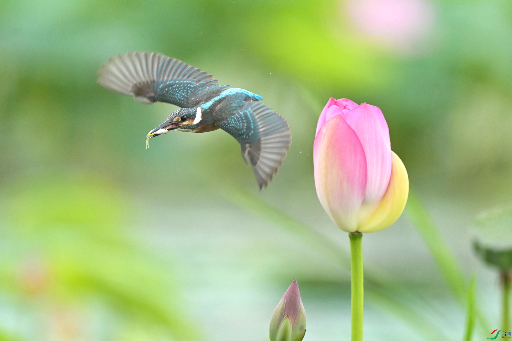 DSC_7265-V.jpg