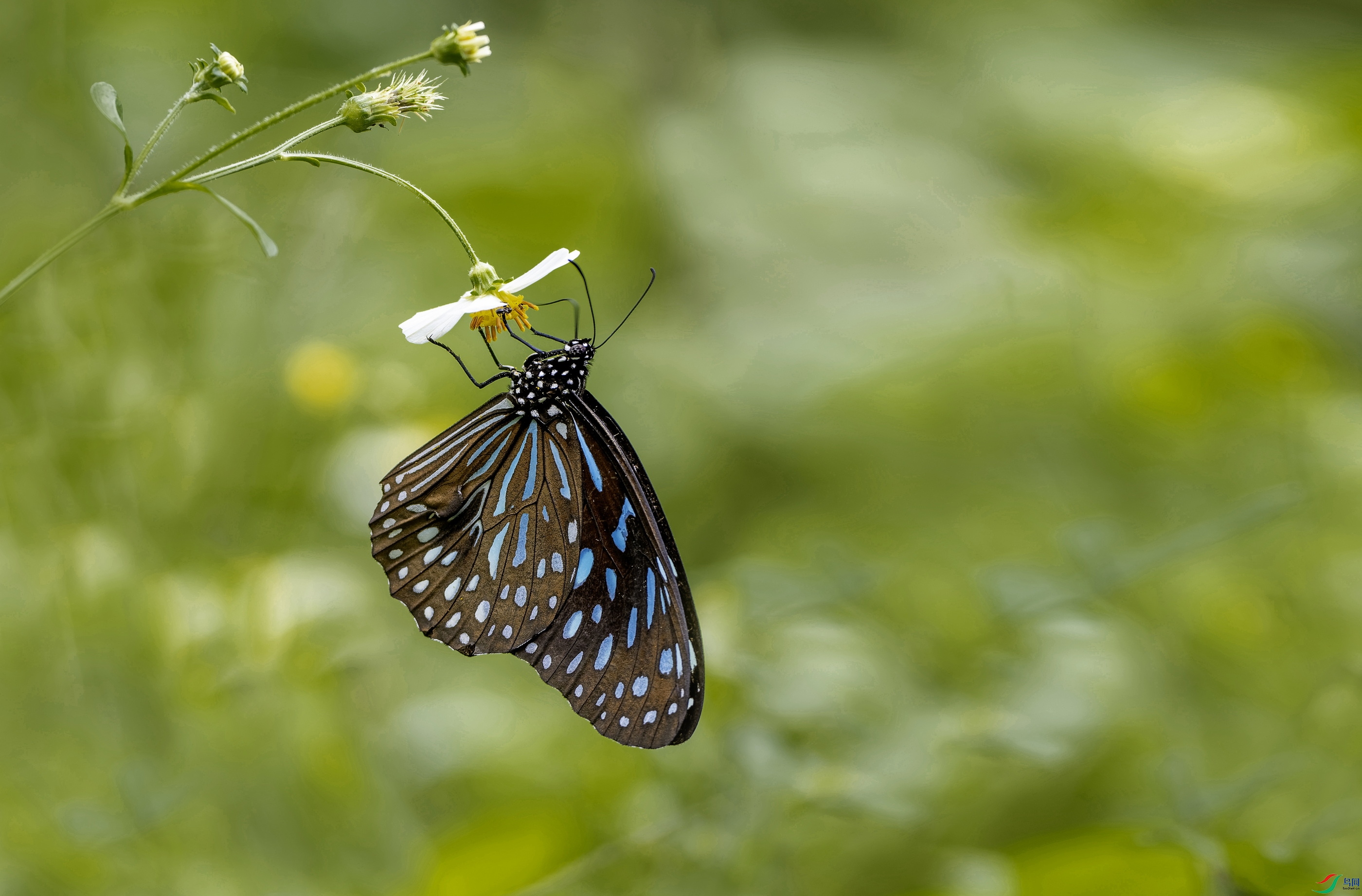 Ǿ��ߵ� (1256)-01.jpg