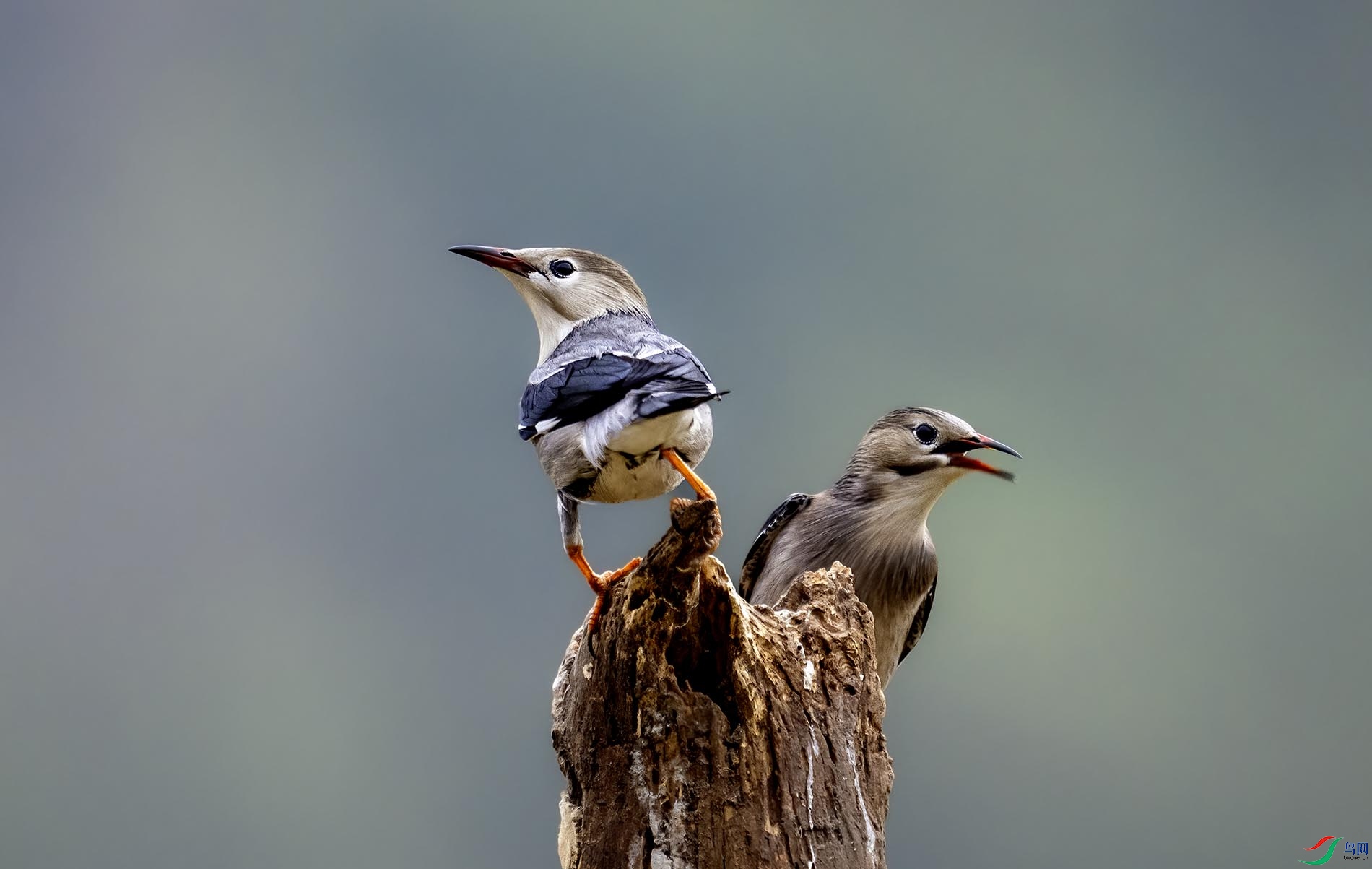 ����˫��