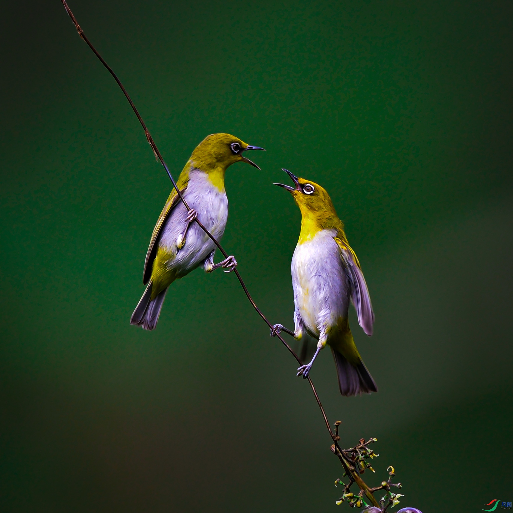 DSC_6001.jpg