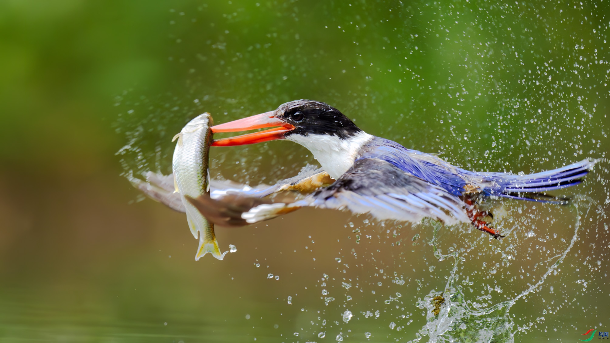 DSC01556-���Ϊì ����.jpg