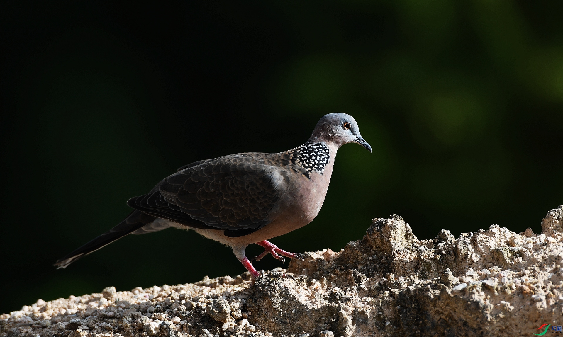 DSC_9935.jpg