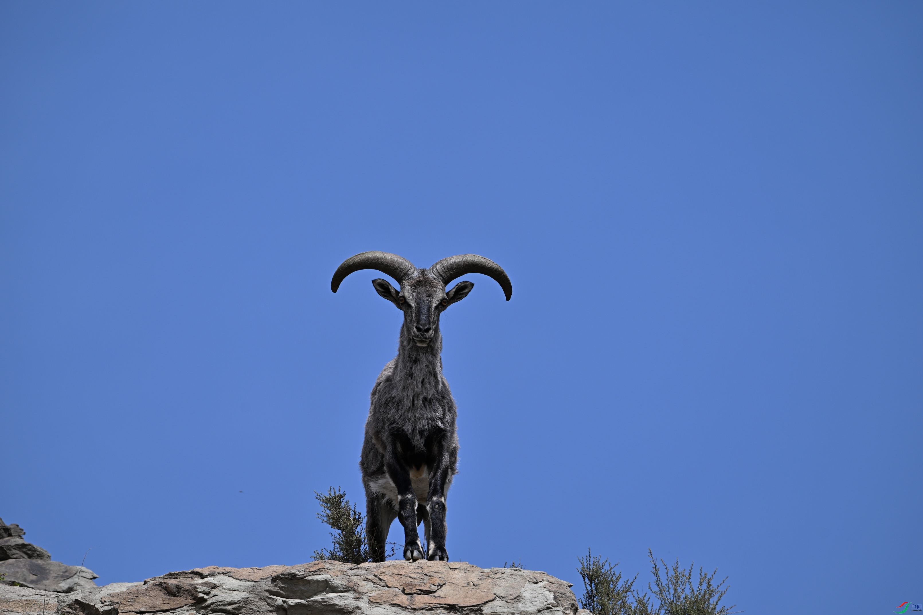 ���� ����ɽ.JPG