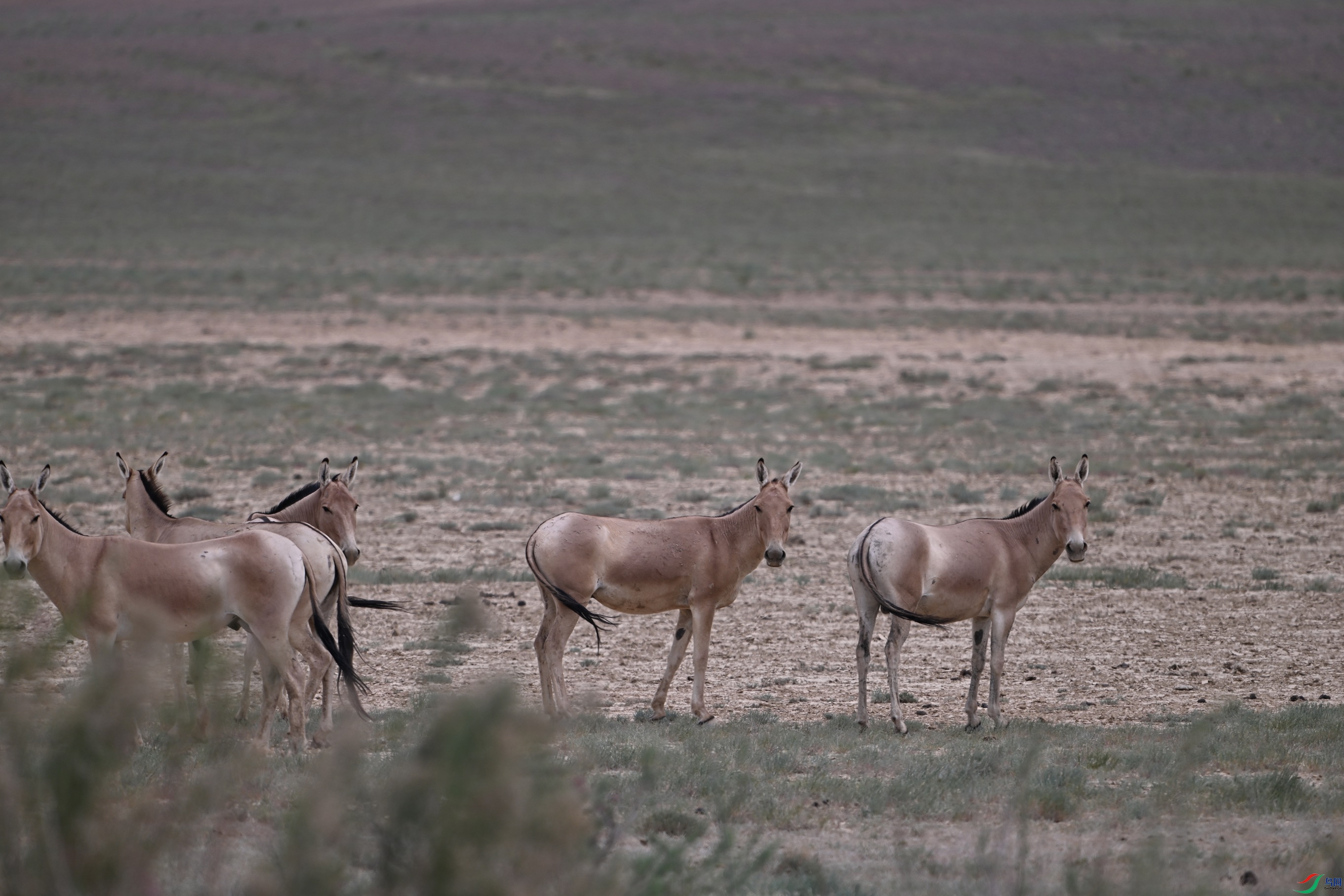 �ɹ�Ұ¿ ������.JPG