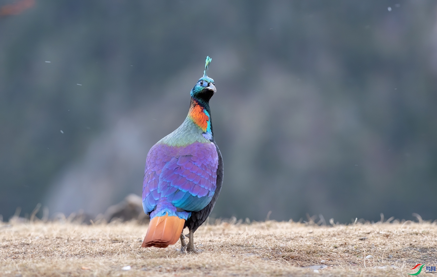 DSC_7814-11.jpg