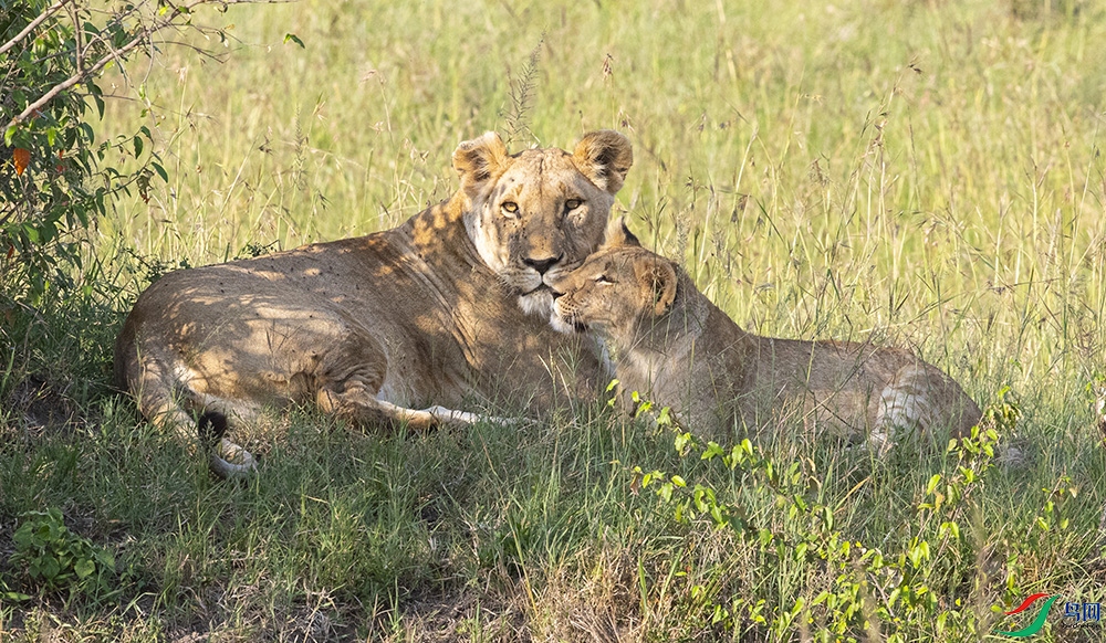 ���ޡ���ʨ ��.jpg