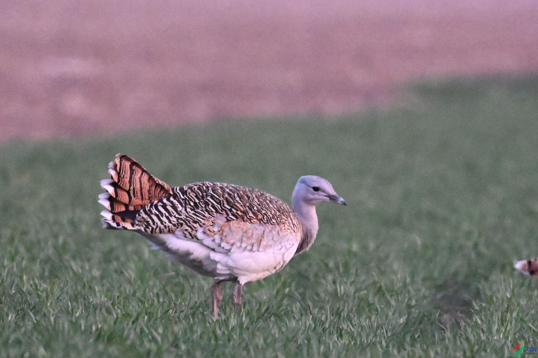 DSC_1909.JPG
