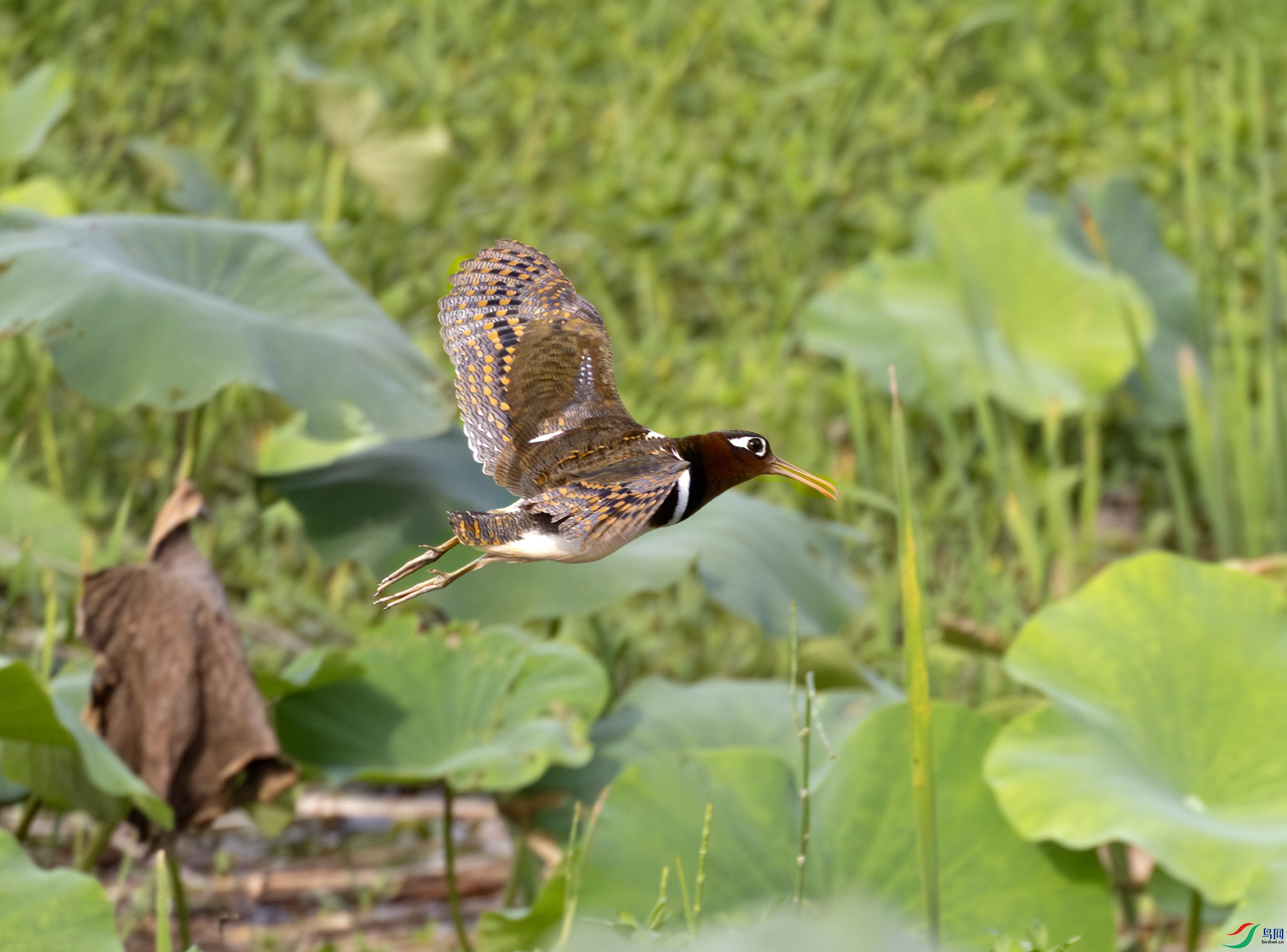 G47A2366-����ǿ-NR ����.jpg