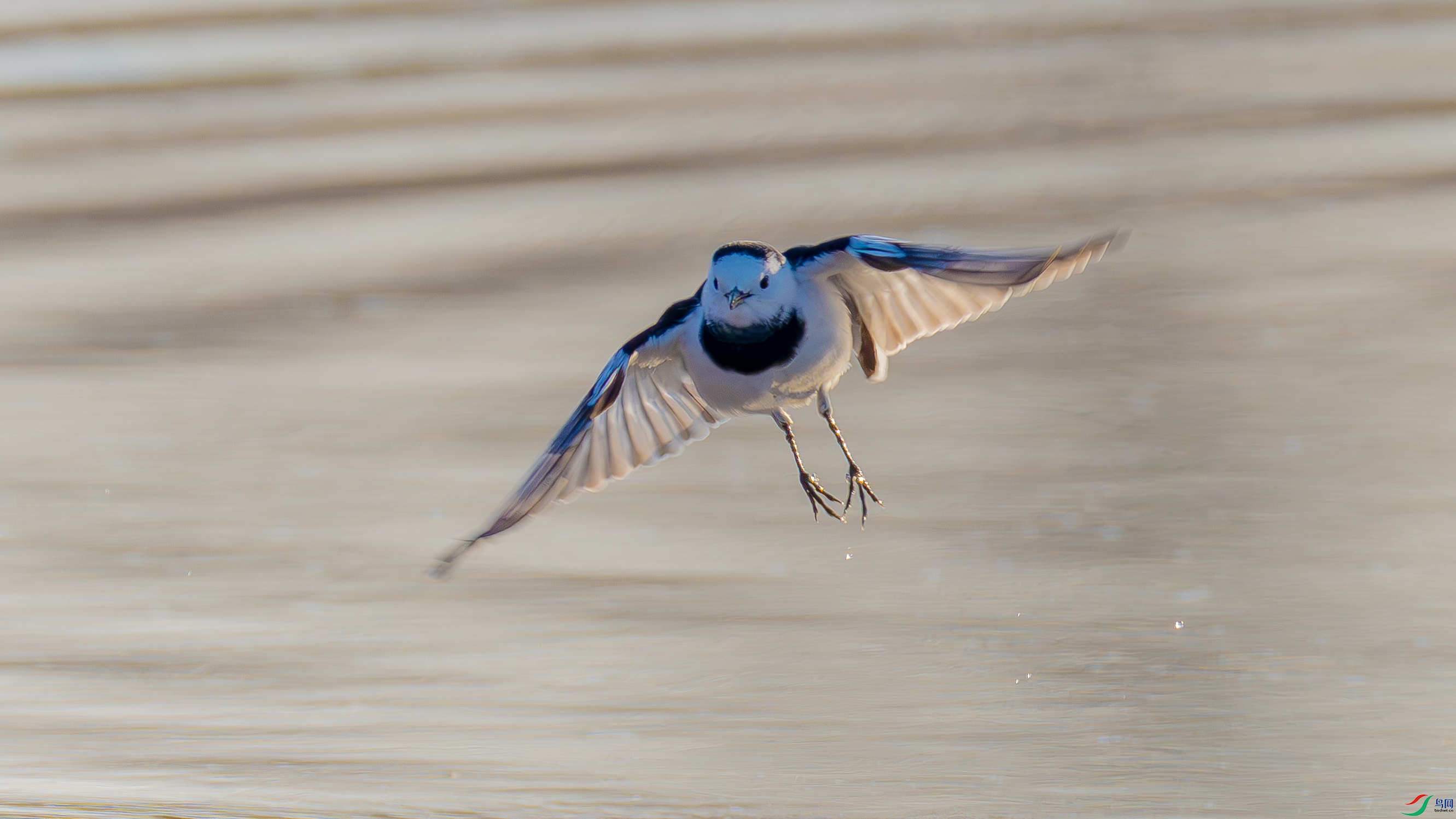_DSC1938-.jpg