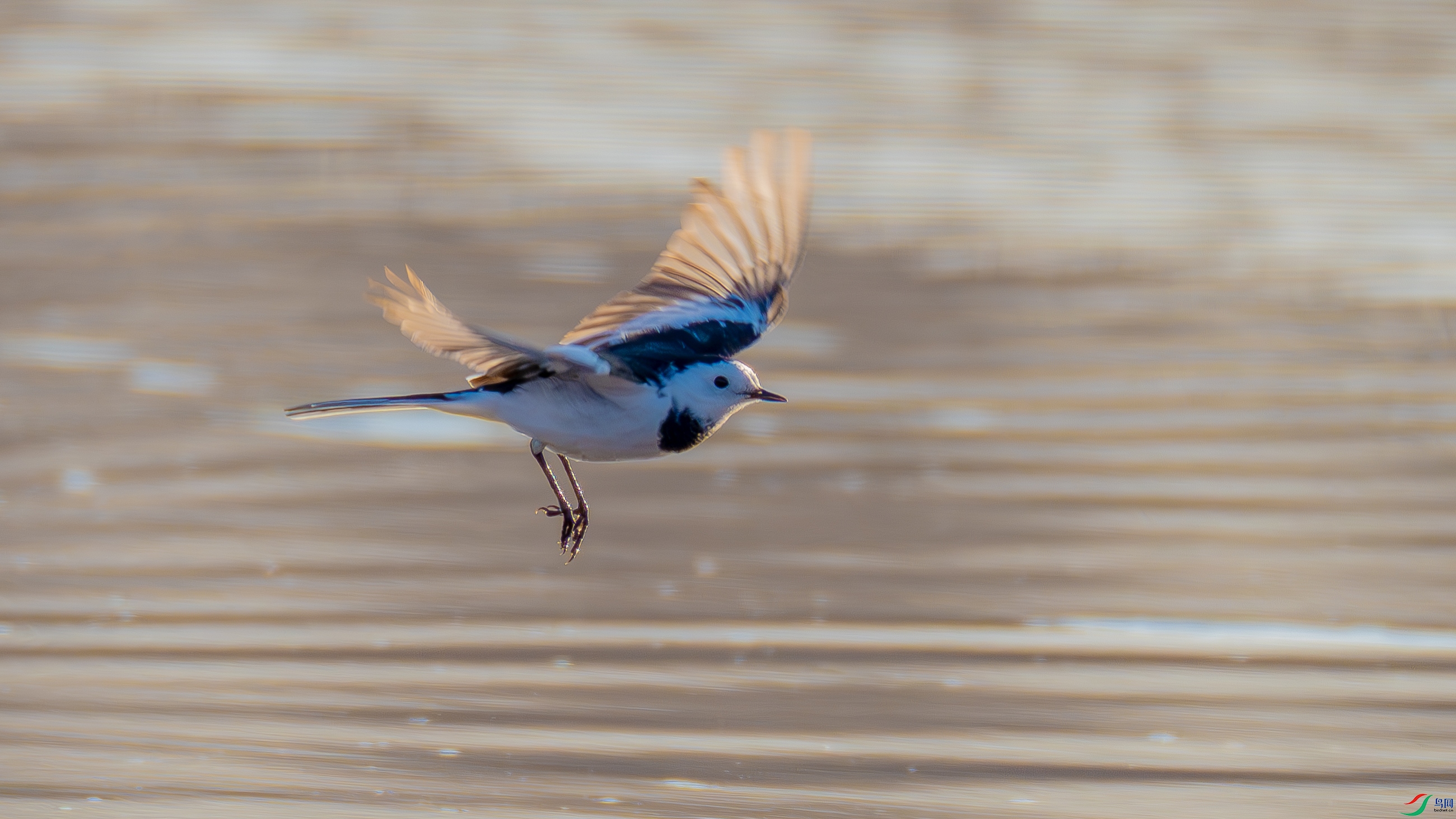 _DSC2009-.jpg