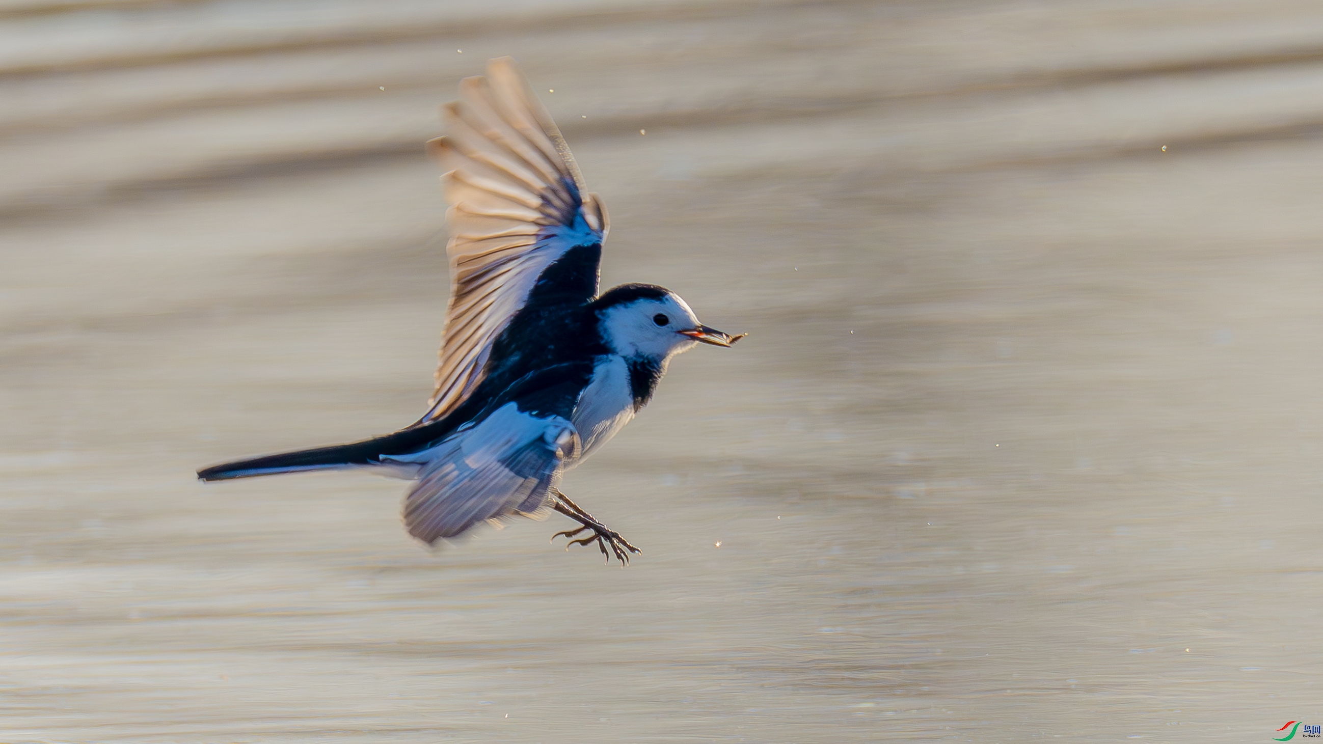 _DSC1936-.jpg