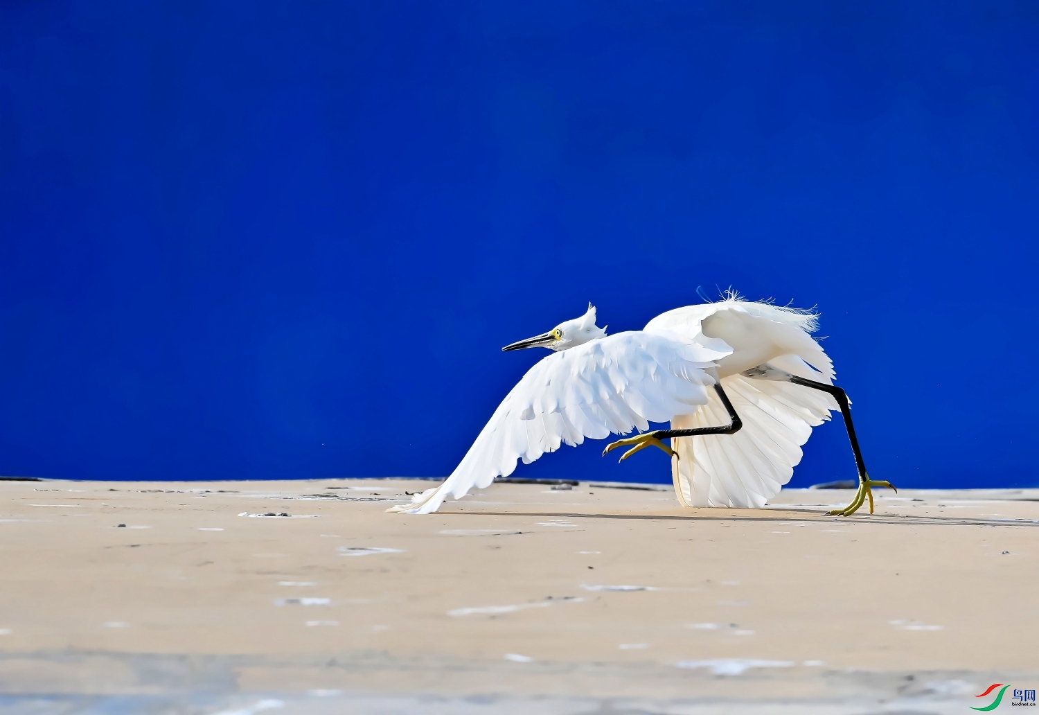 DSC_6636---_conew1.jpg