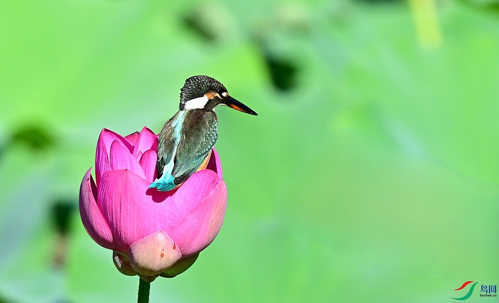 DSC_0502.JPG