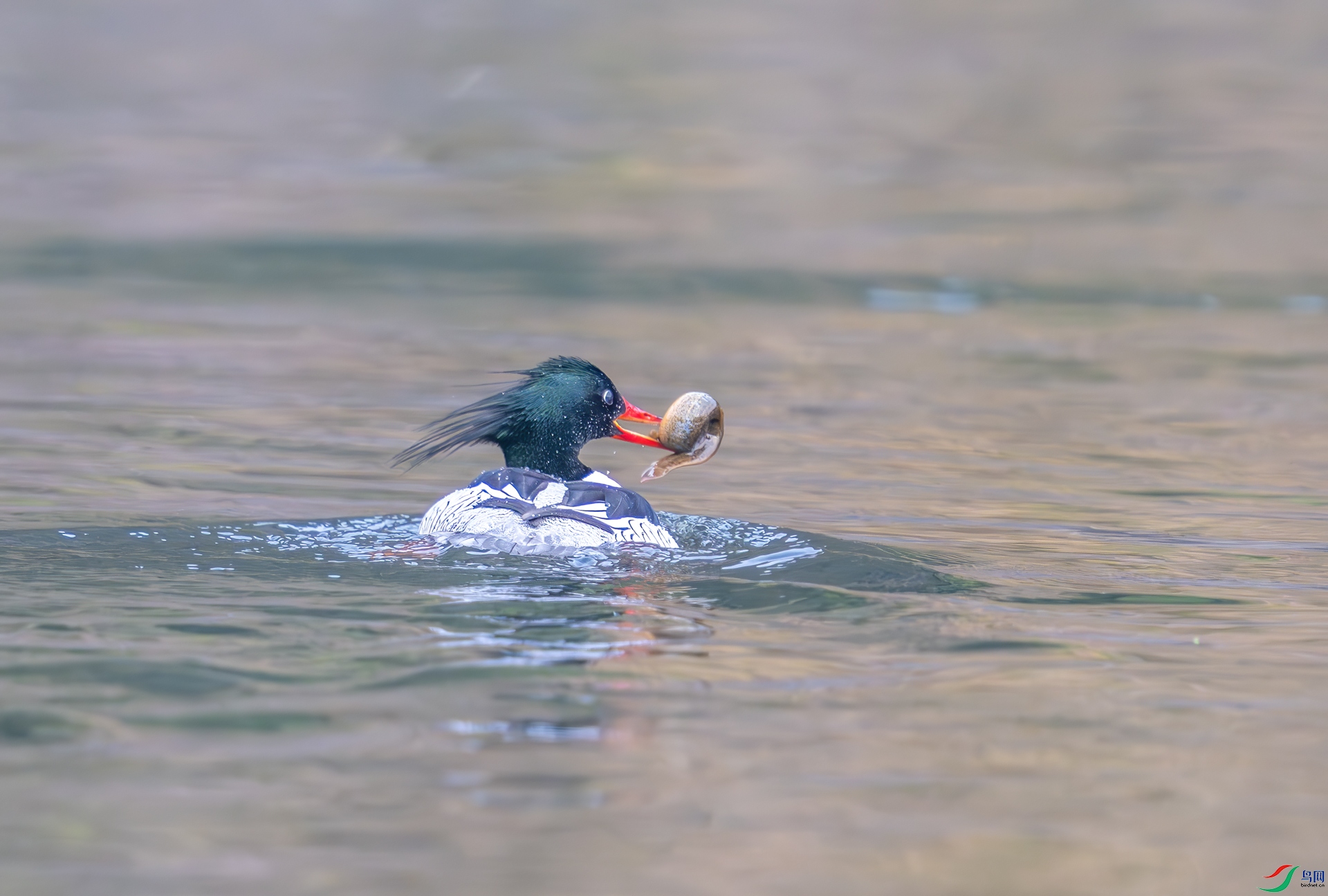 DSC_4851.jpg