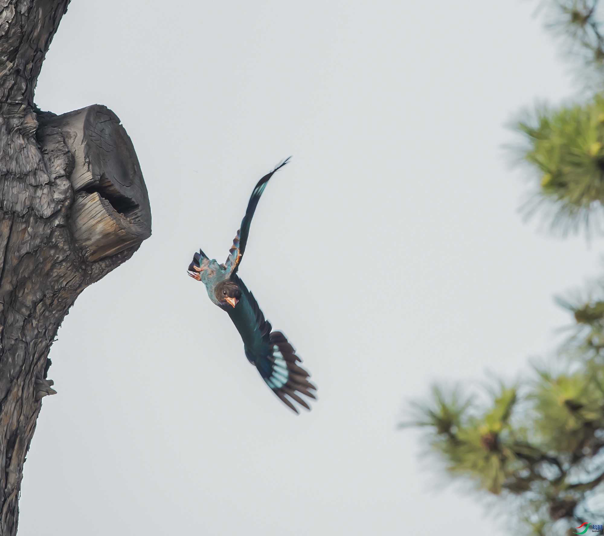 DSC_2417.jpg