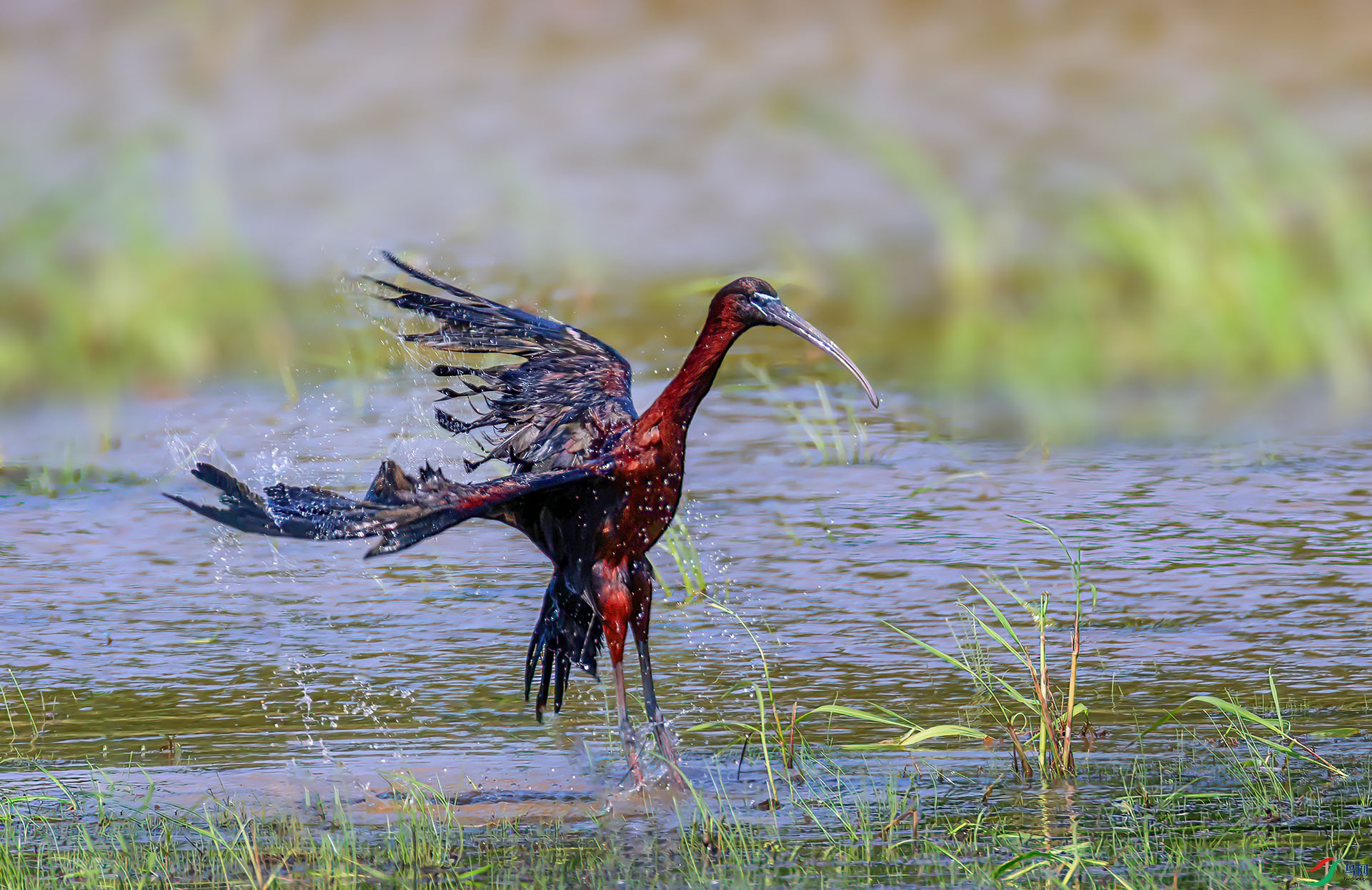 060A7164 ����-Sh---1 .jpg