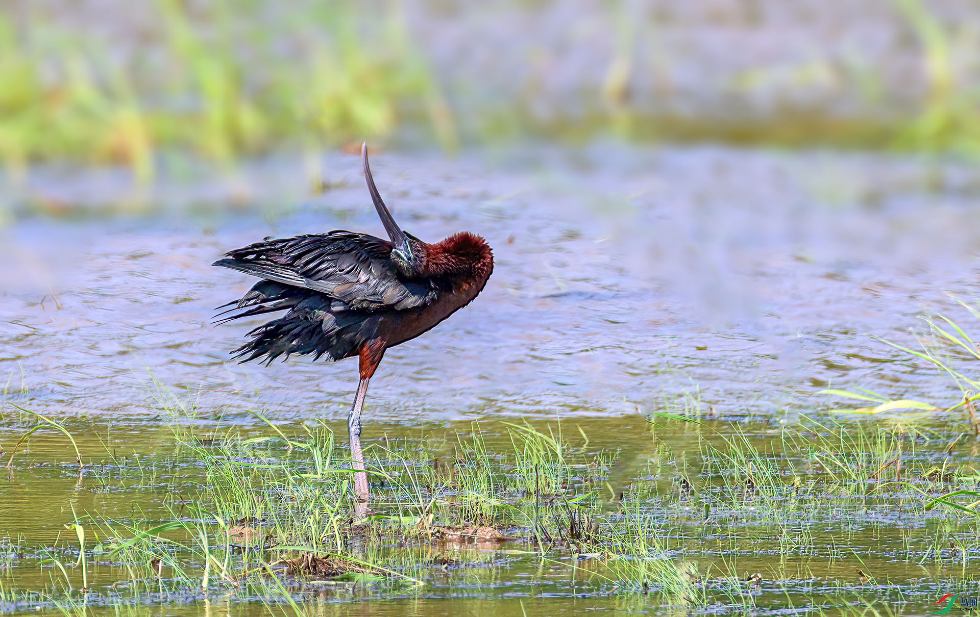 060A8032 ����-Sh---1 .jpg