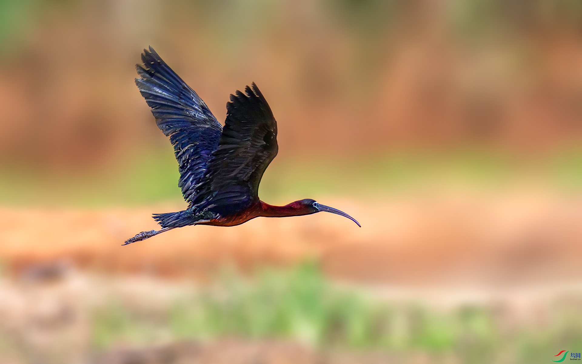 060A8342 ����-Sh----1 .jpg