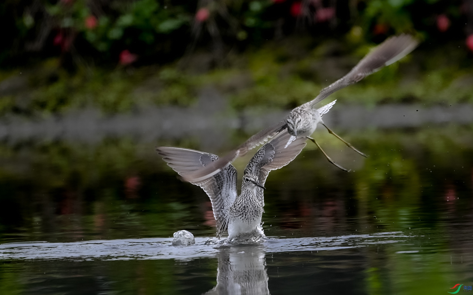 DSC_2083.jpg