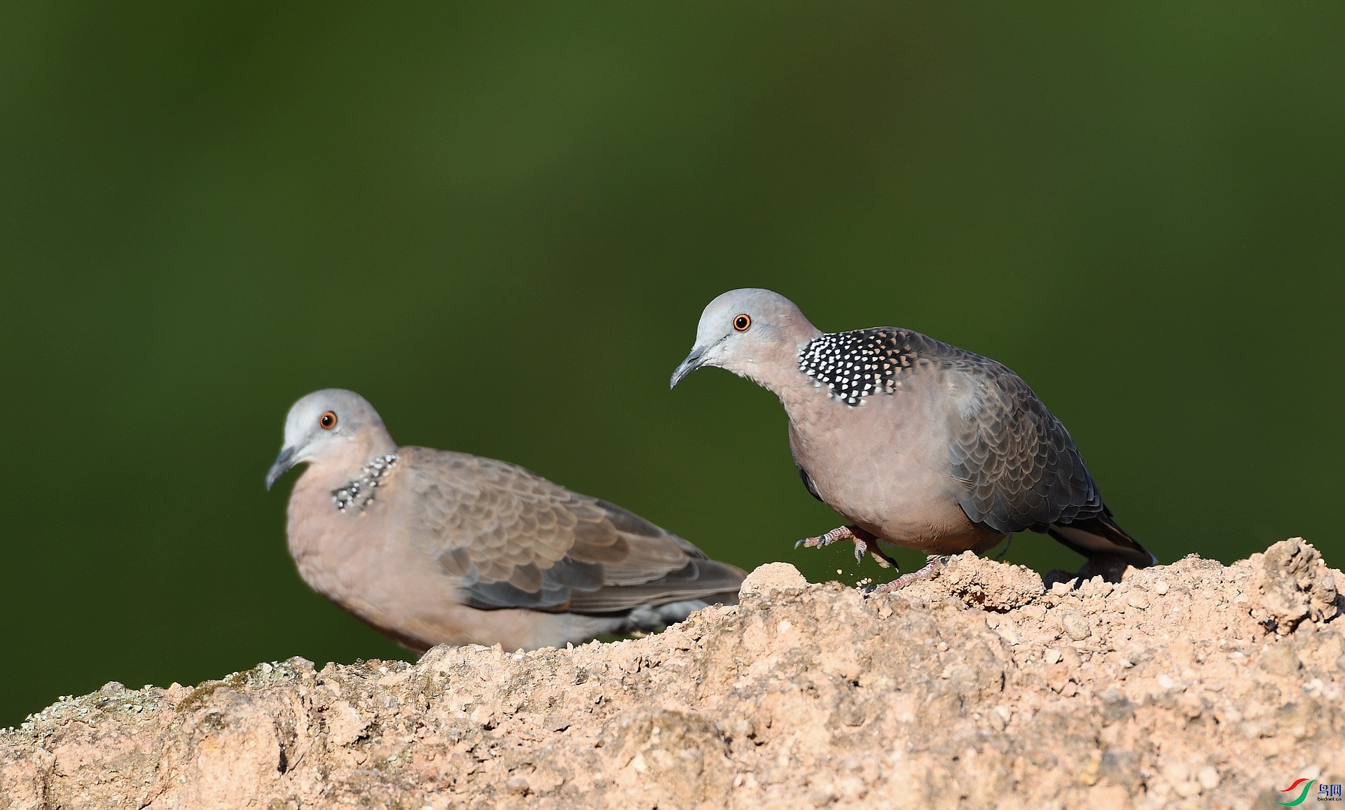 DSC_4202.jpg