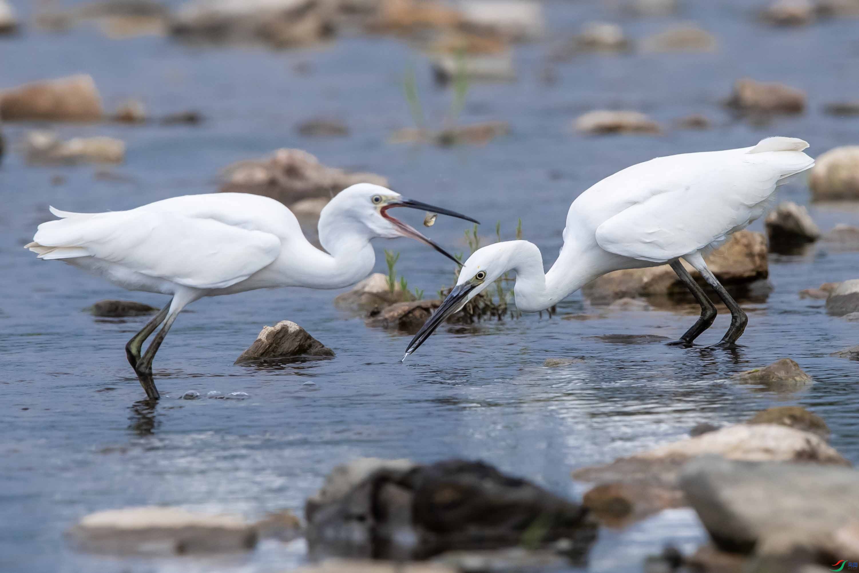 _DSC0586 ����.jpg