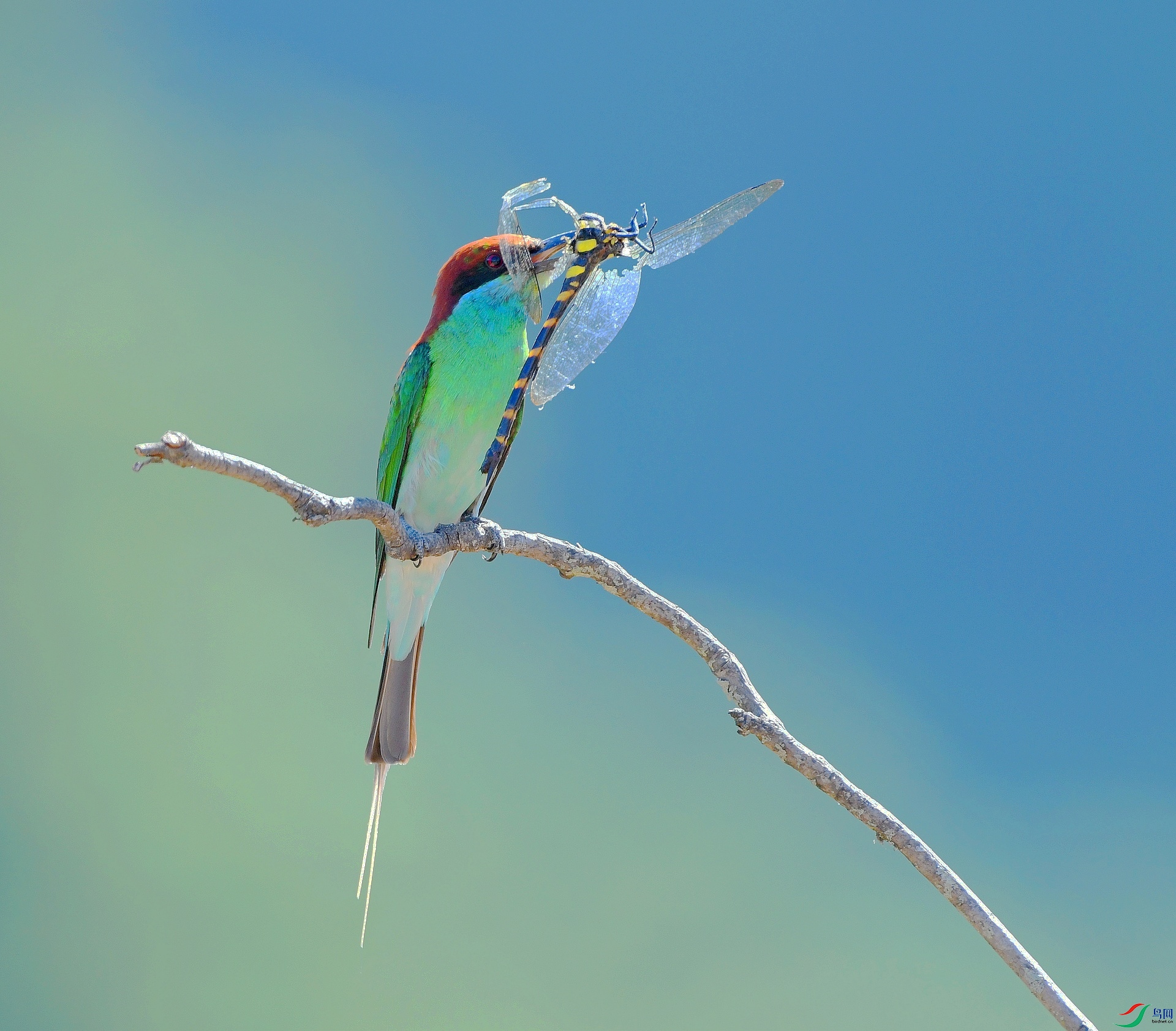 DSC_5267.jpg
