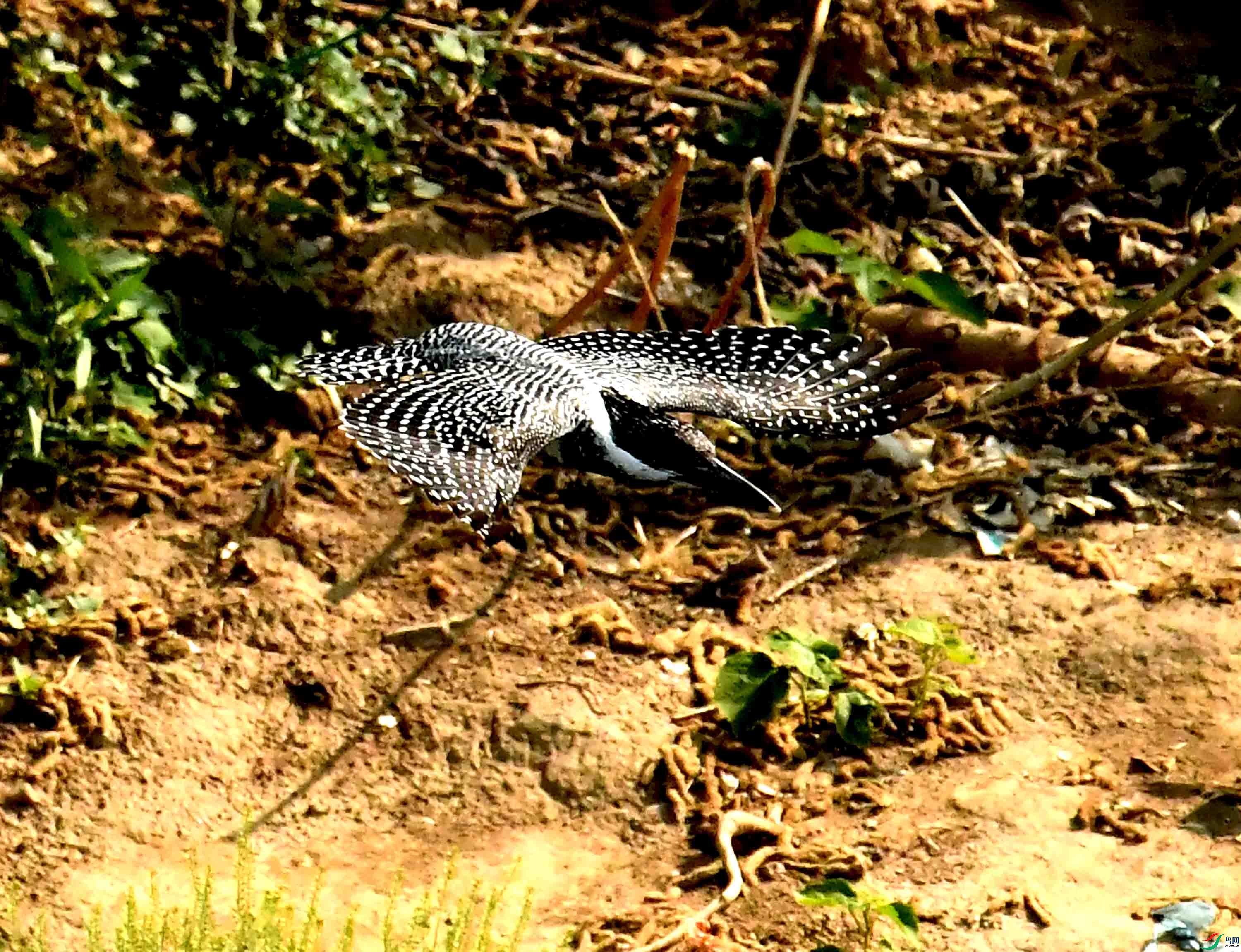 DSC_3937.JPG