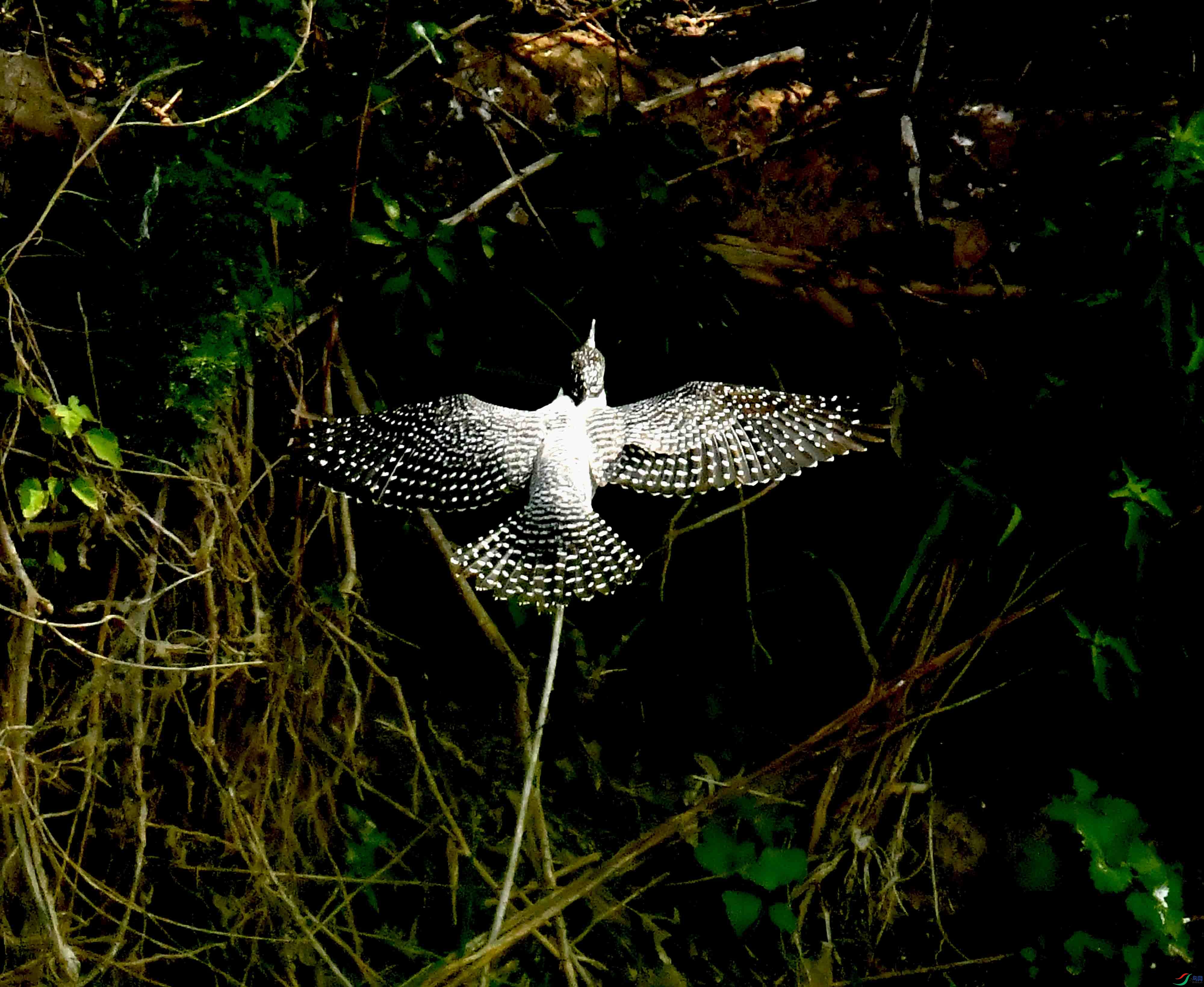 DSC_4020.JPG