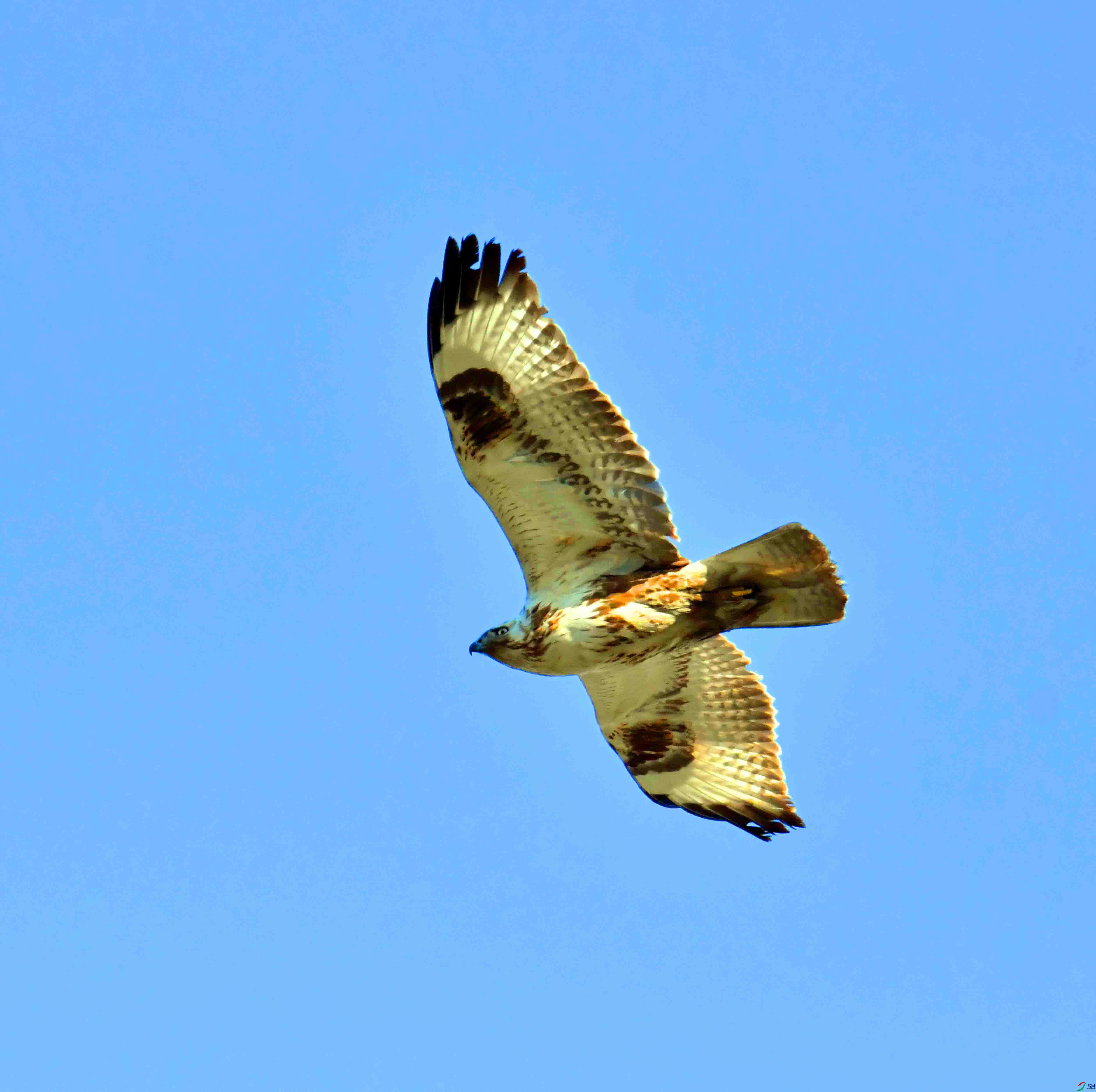 DSC_2510.JPG
