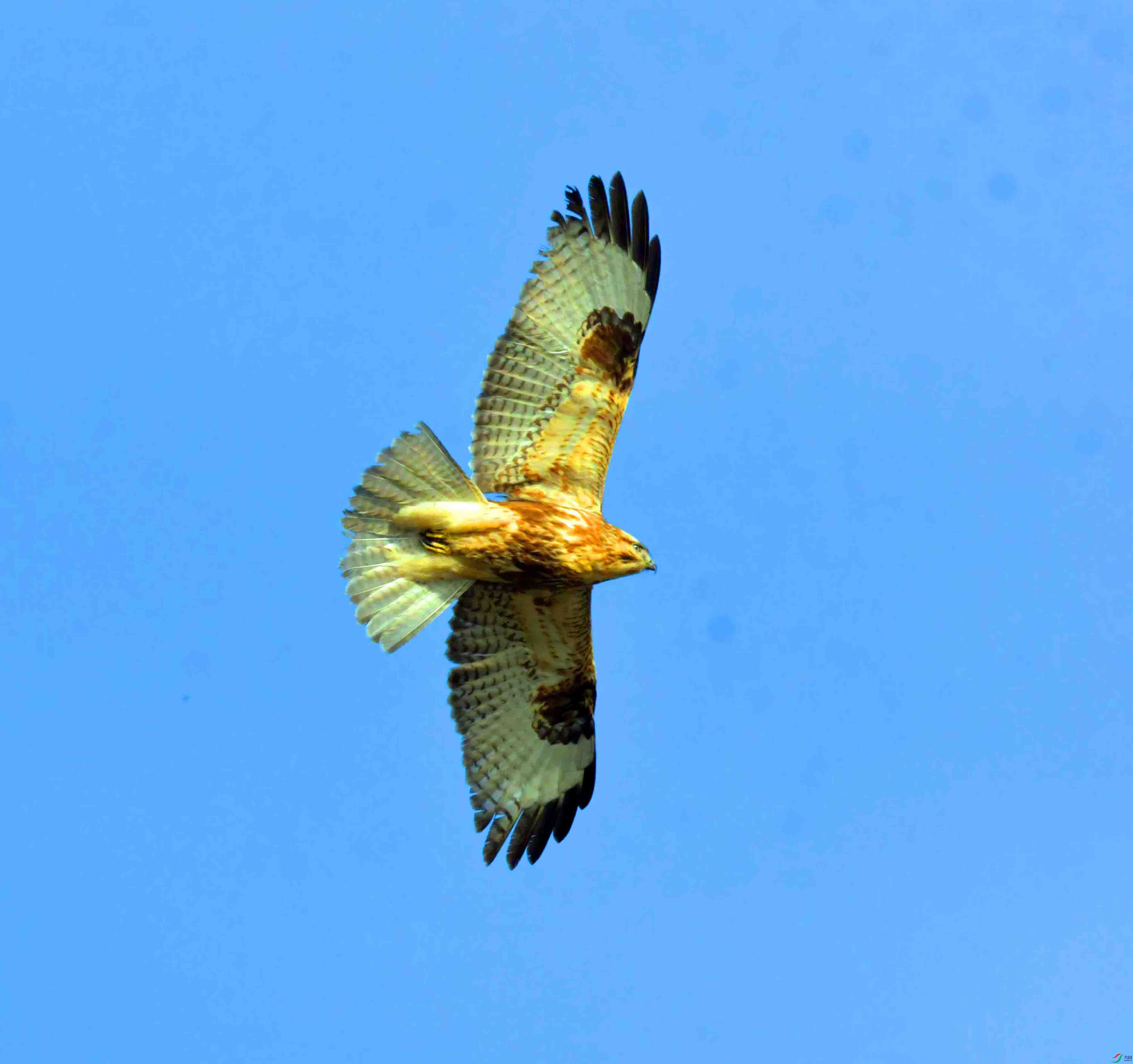 DSC_3775.JPG