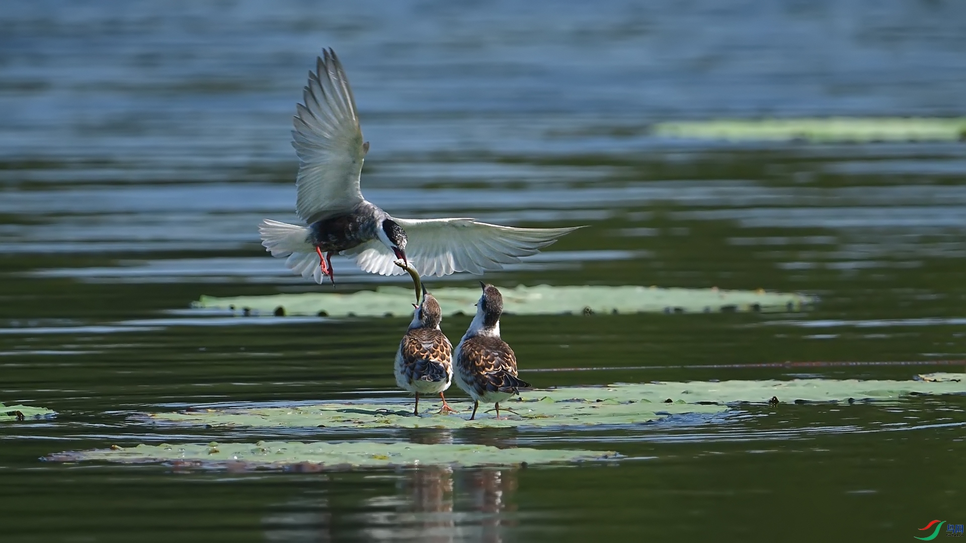 �Ϻ��븡Ÿ0818-21.jpg