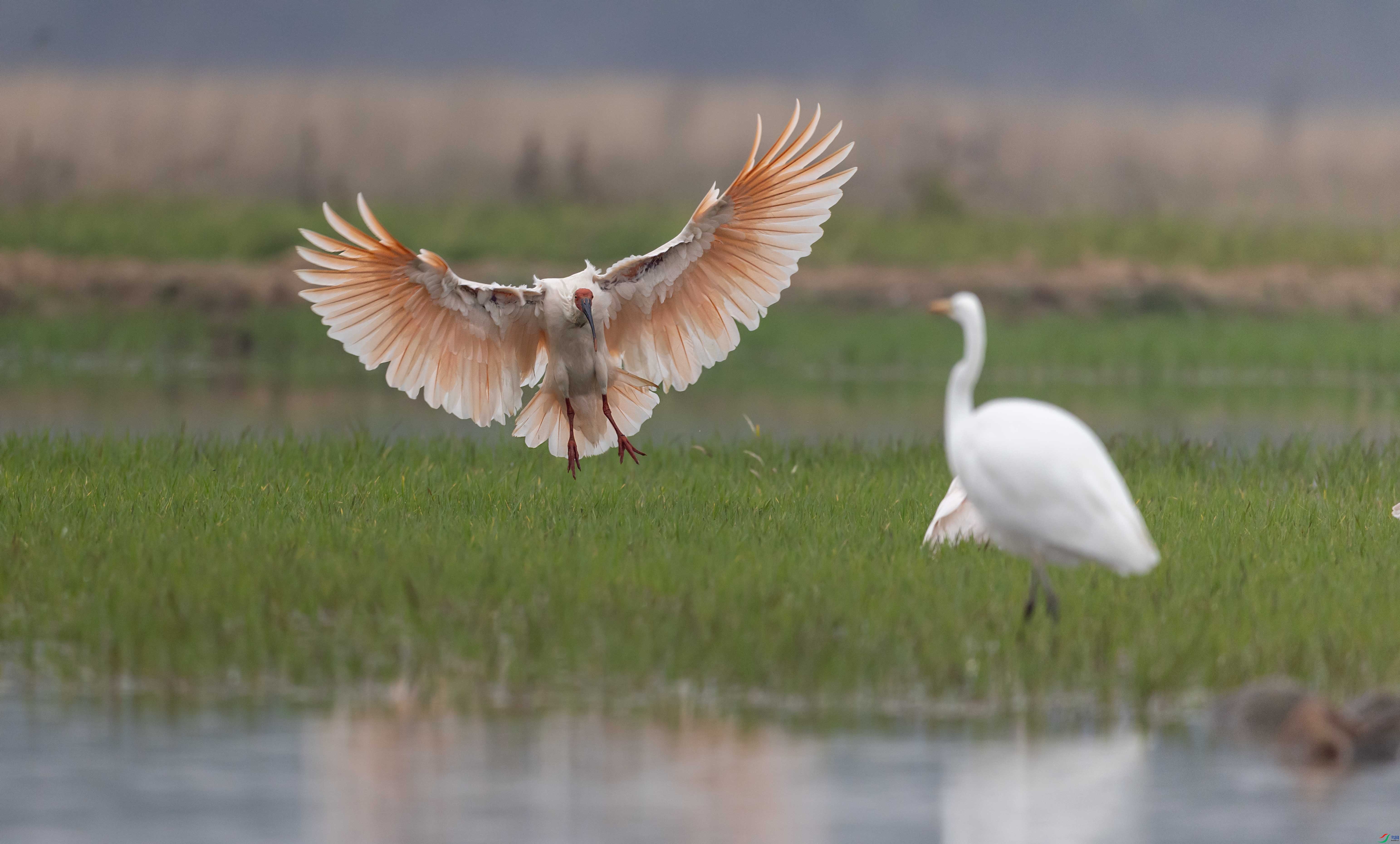 1-��xt4L2A6599 ����.jpg