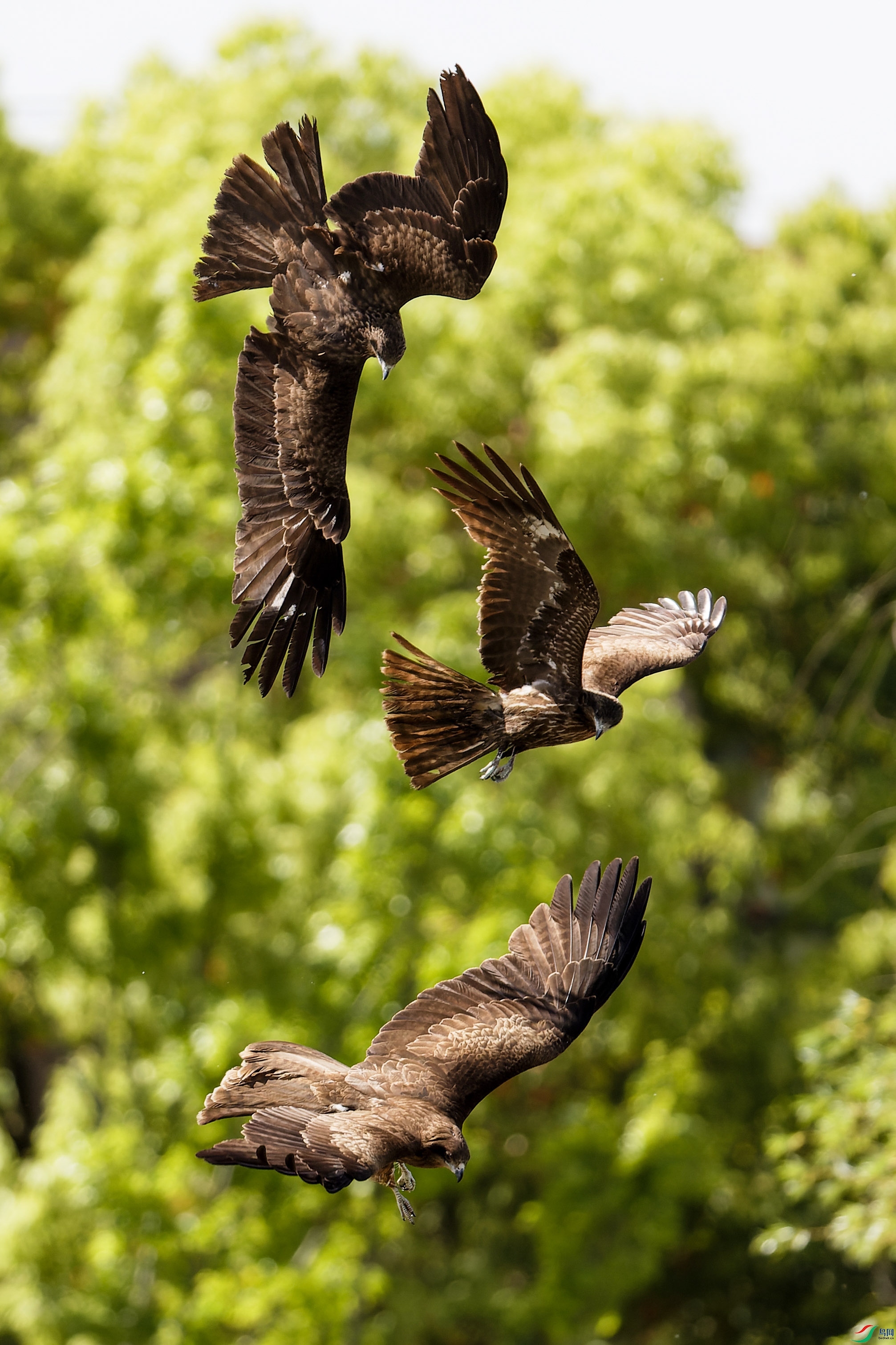 2X2_4614-CR2_DxO_DeepPRIME-1.jpg