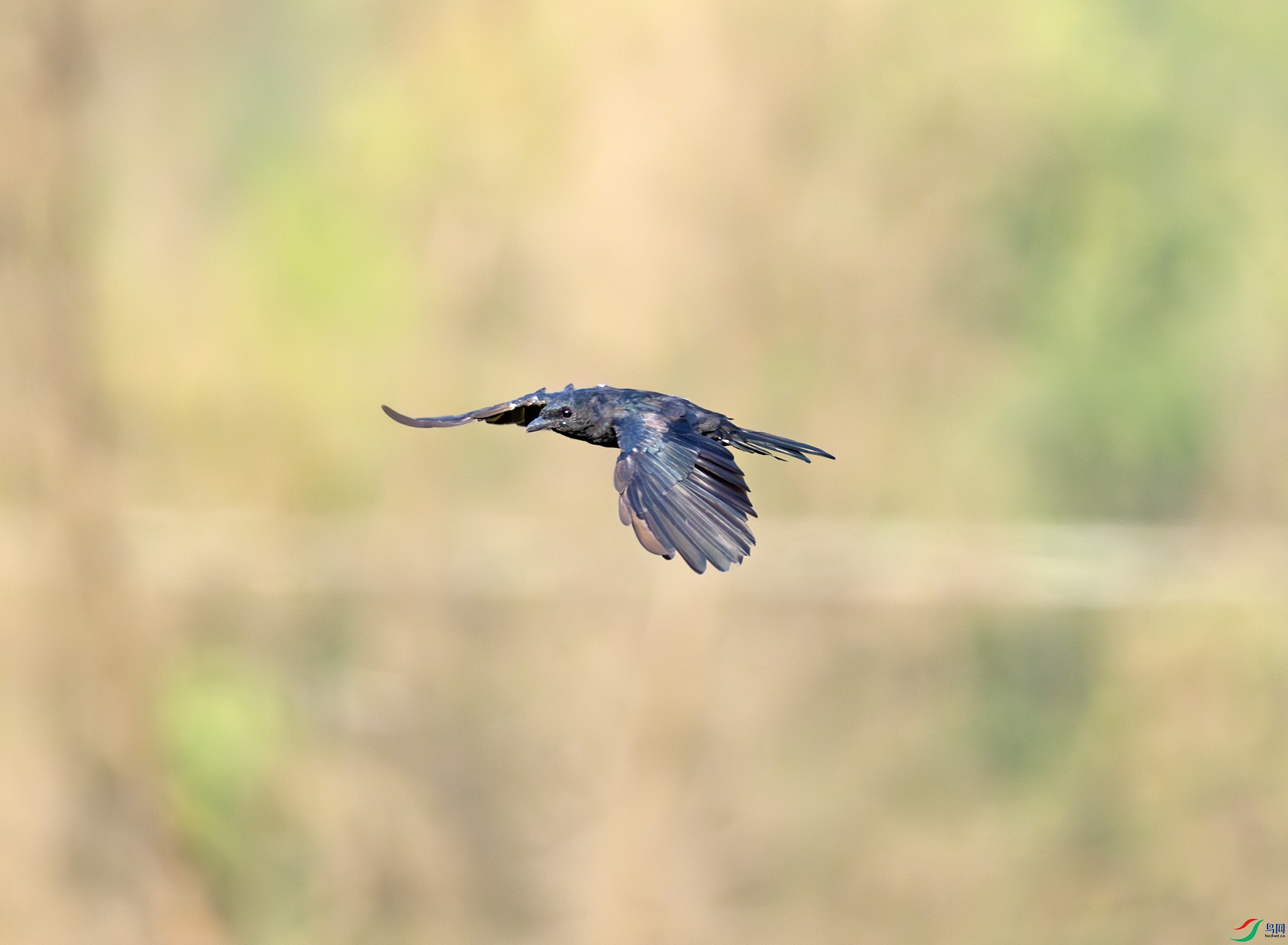 G47A1200-����ǿ-NR ����.jpg